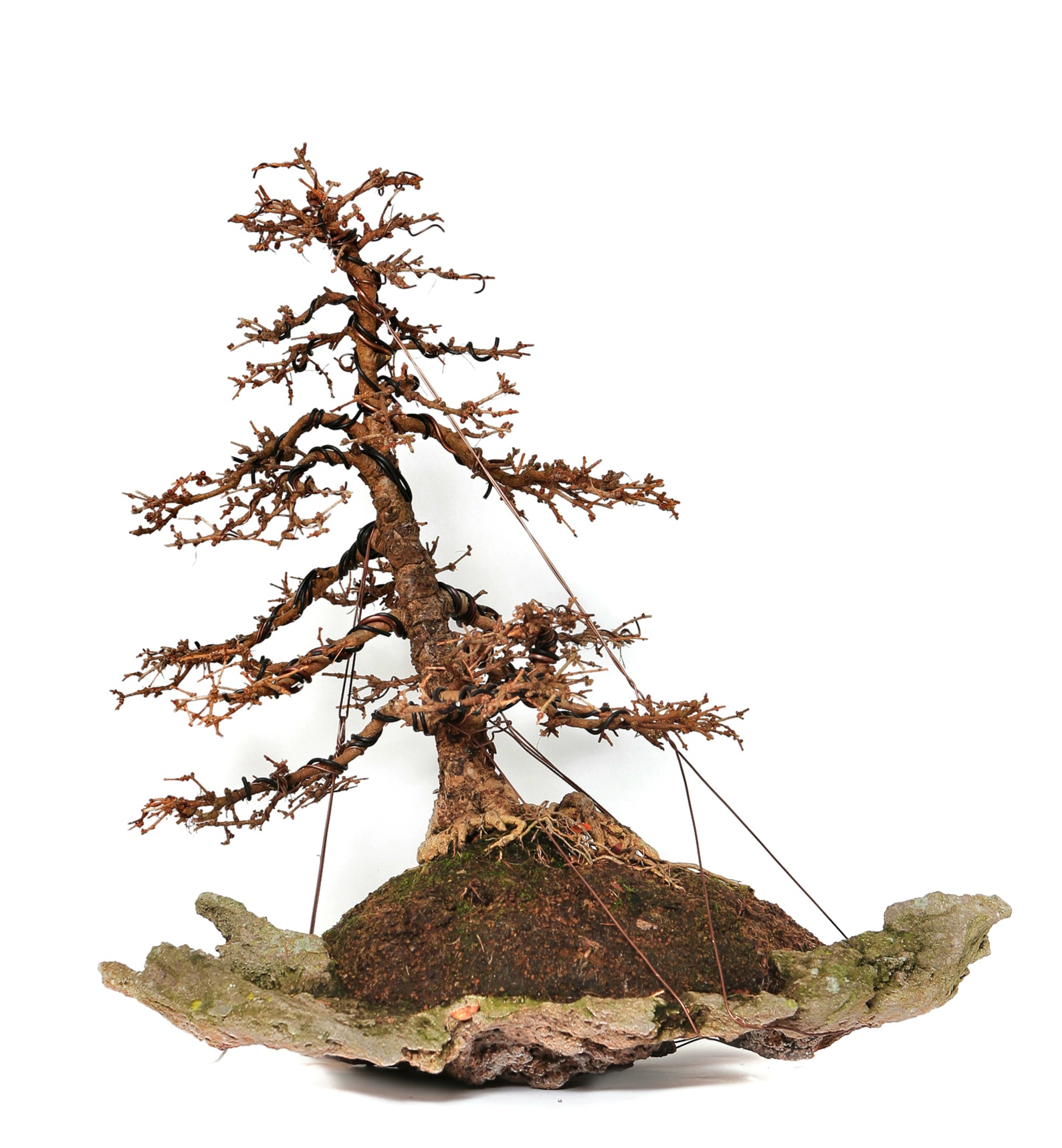 Bonsai Europäische Lärche - Larix decidua 54cm