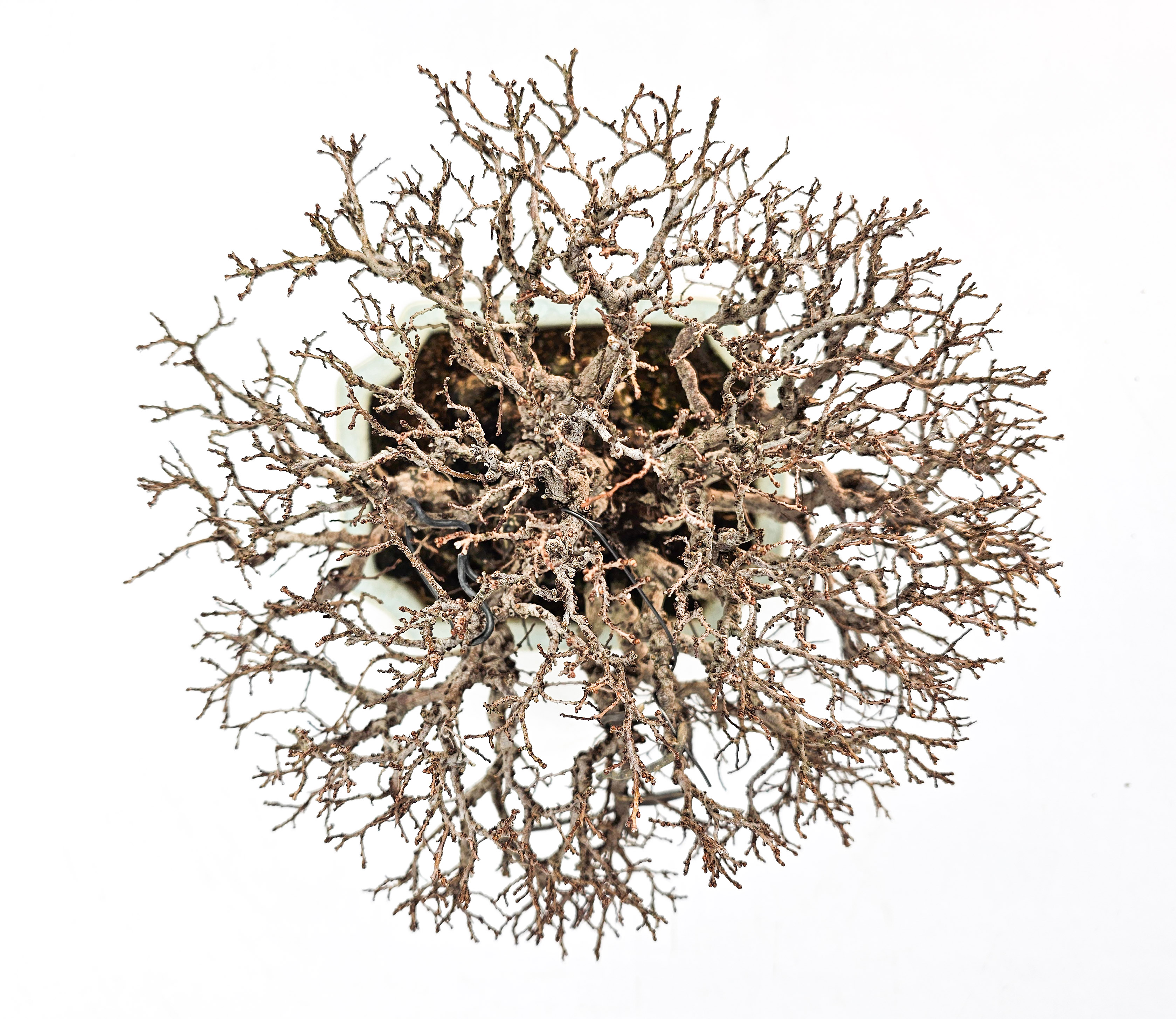 Bonsai Japanische Ulme - Ulmus parvifolia Shohin 17cm