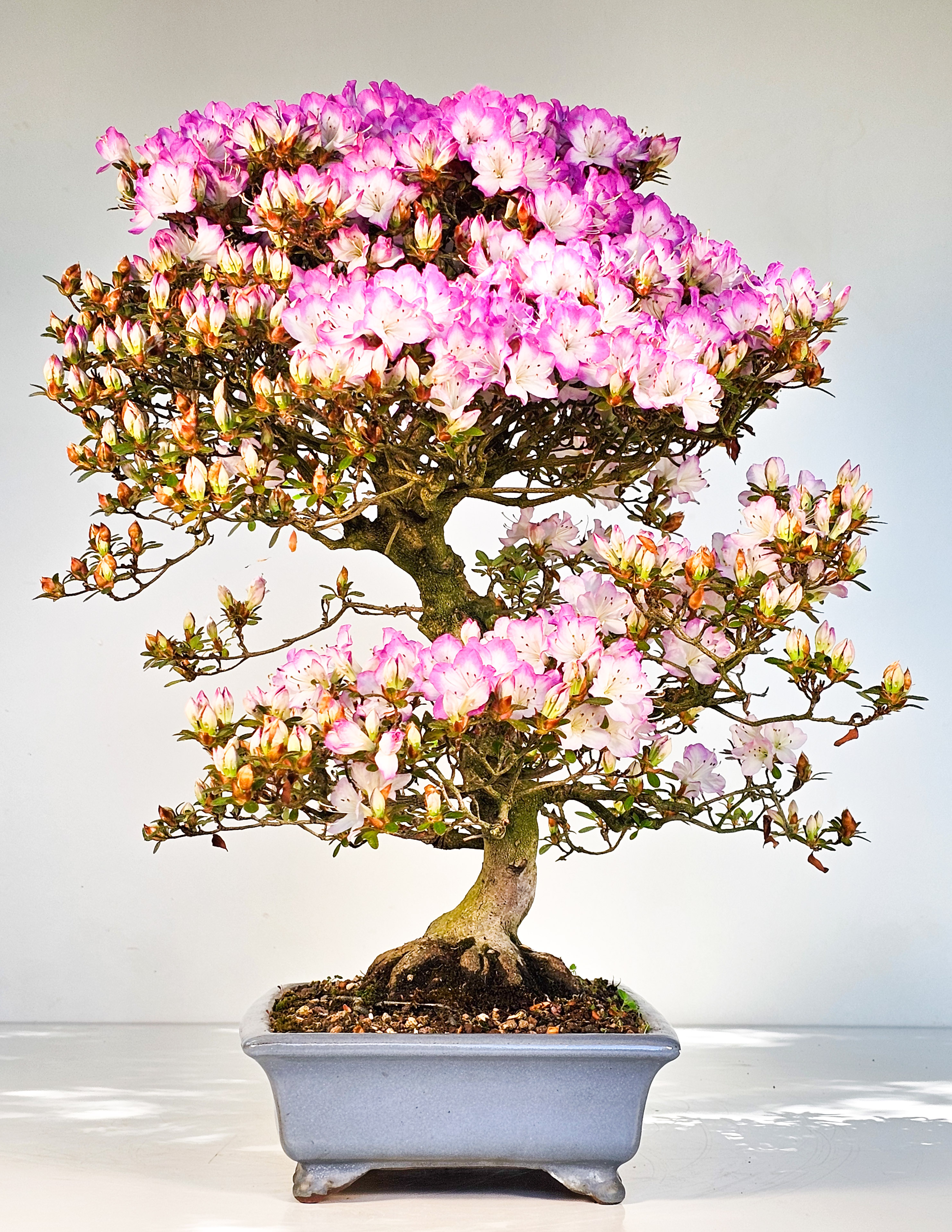 Bonsai Azalee Rhododendron indicum -Miyamamangetsu- 47cm