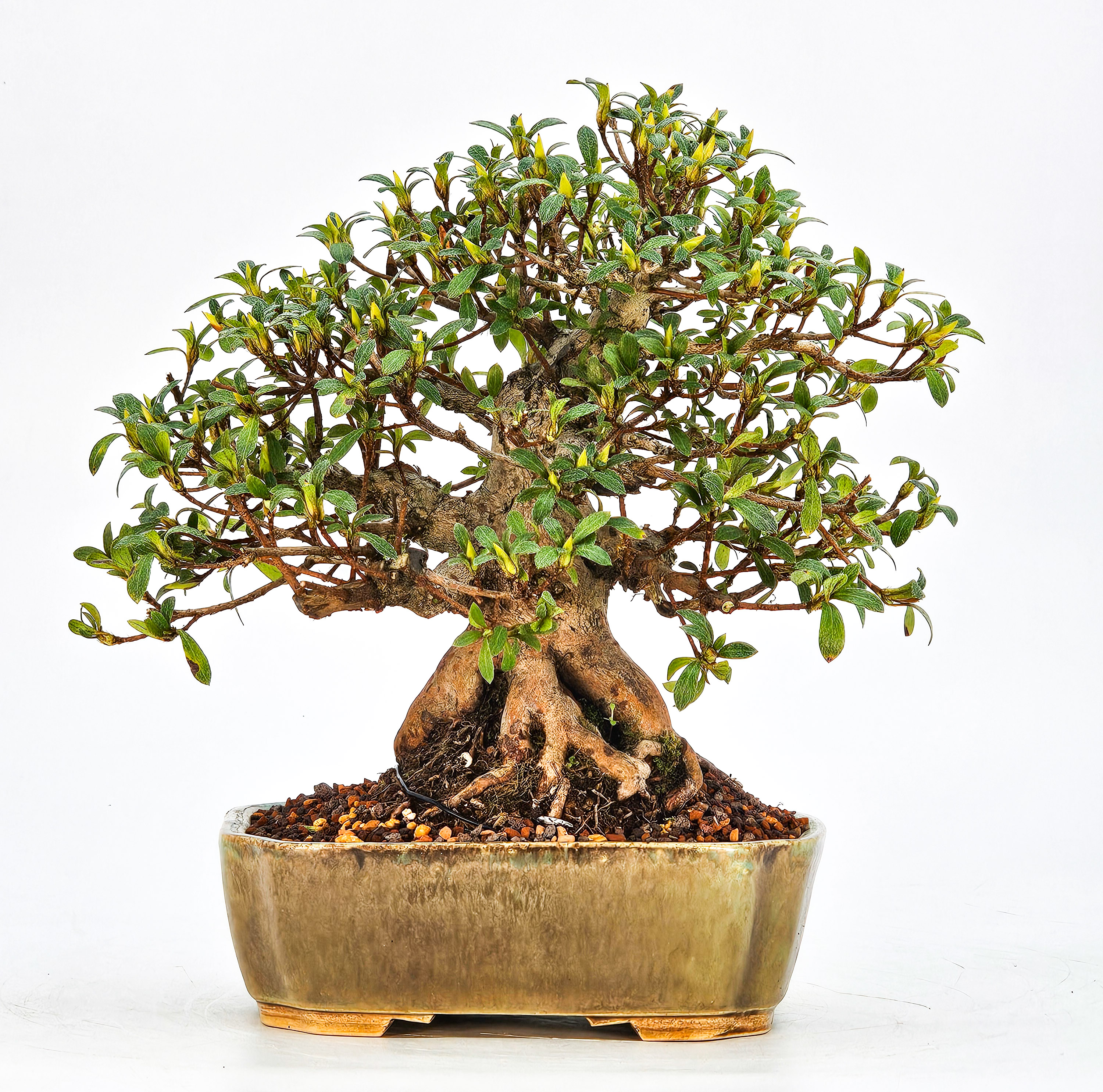 Bonsai Azalee Rhododendron indicum - Hi-no-maru - Shohin 21cm