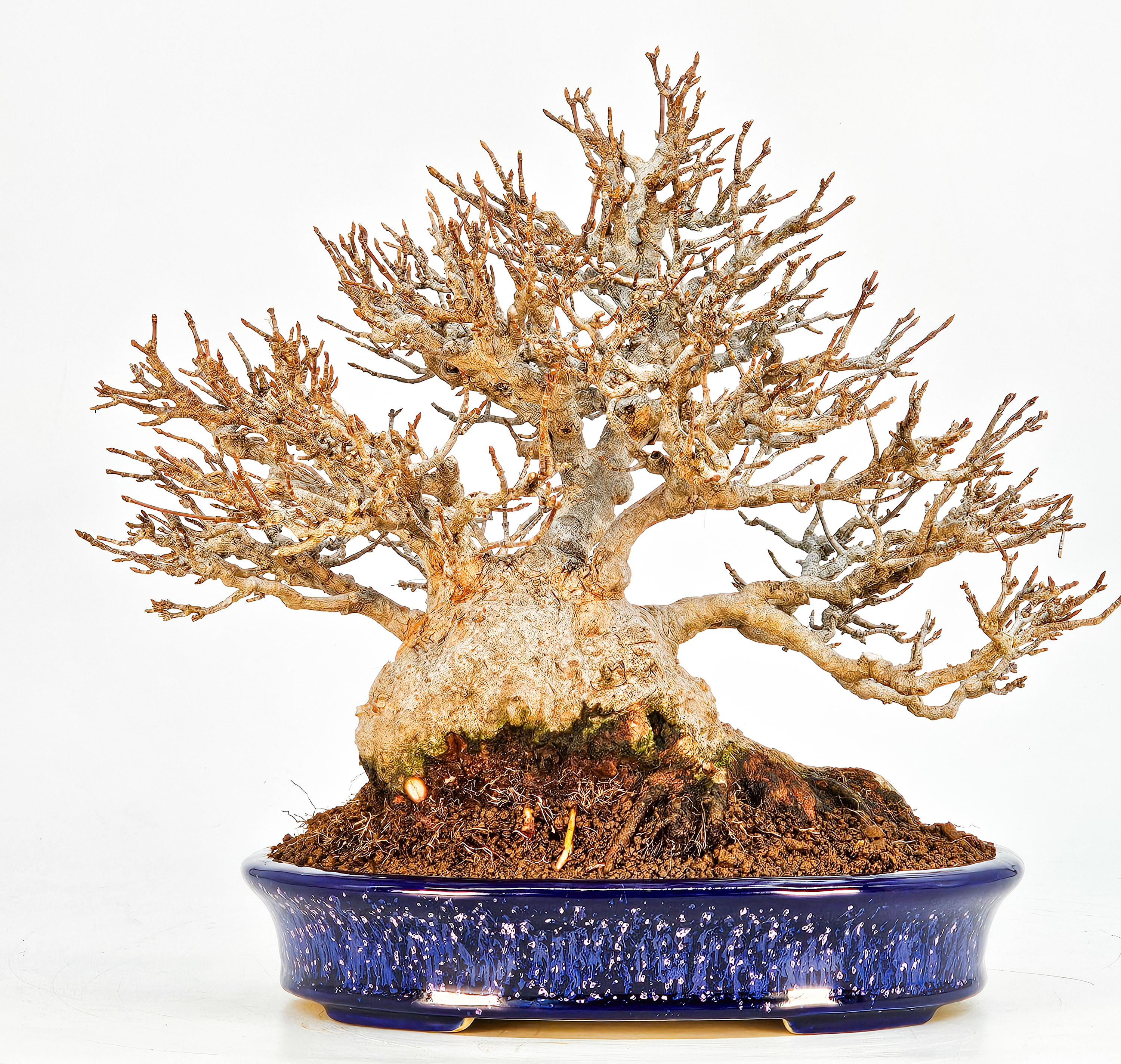 Bonsai Dreispitzahorn - Acer buergerianum 20cm Video!!