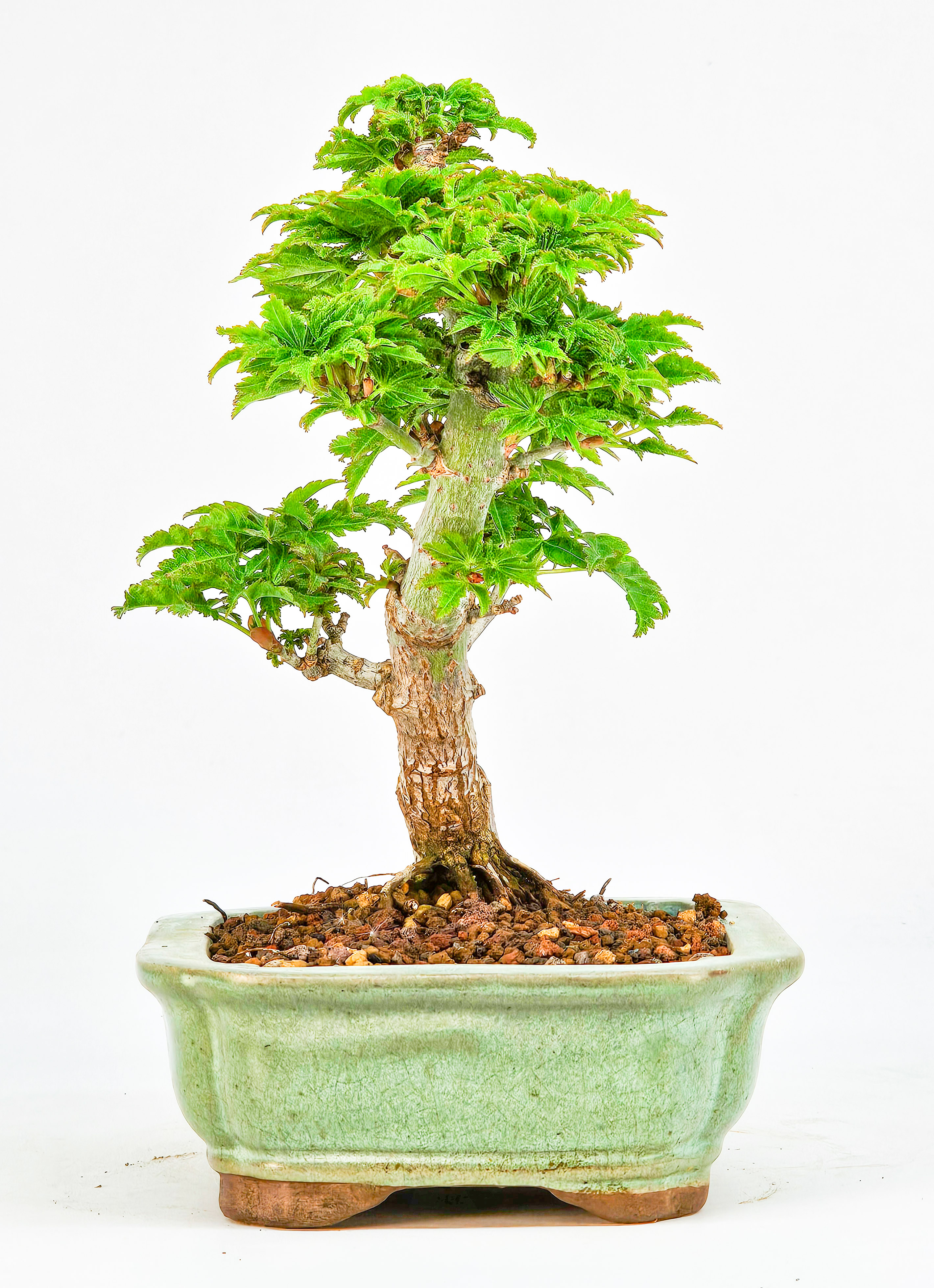 Bonsai Löwenkopfahorn- Acer palmatum Shishigashira Shohin 13cm