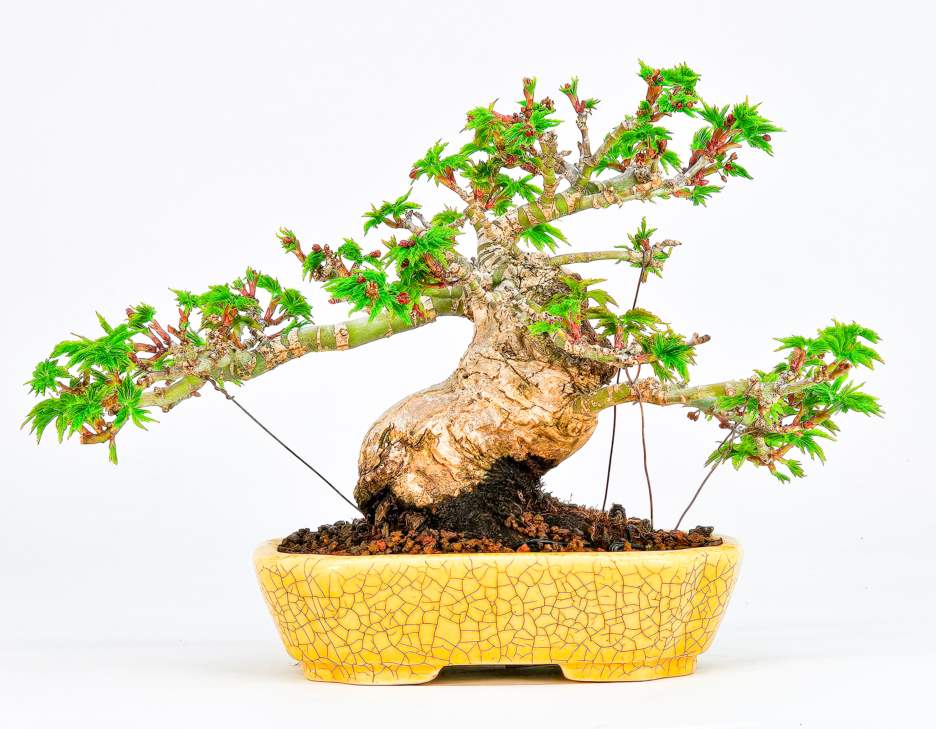 Bonsai Löwenkopfahorn- Acer palmatum Shishigashira Shohin 12cm