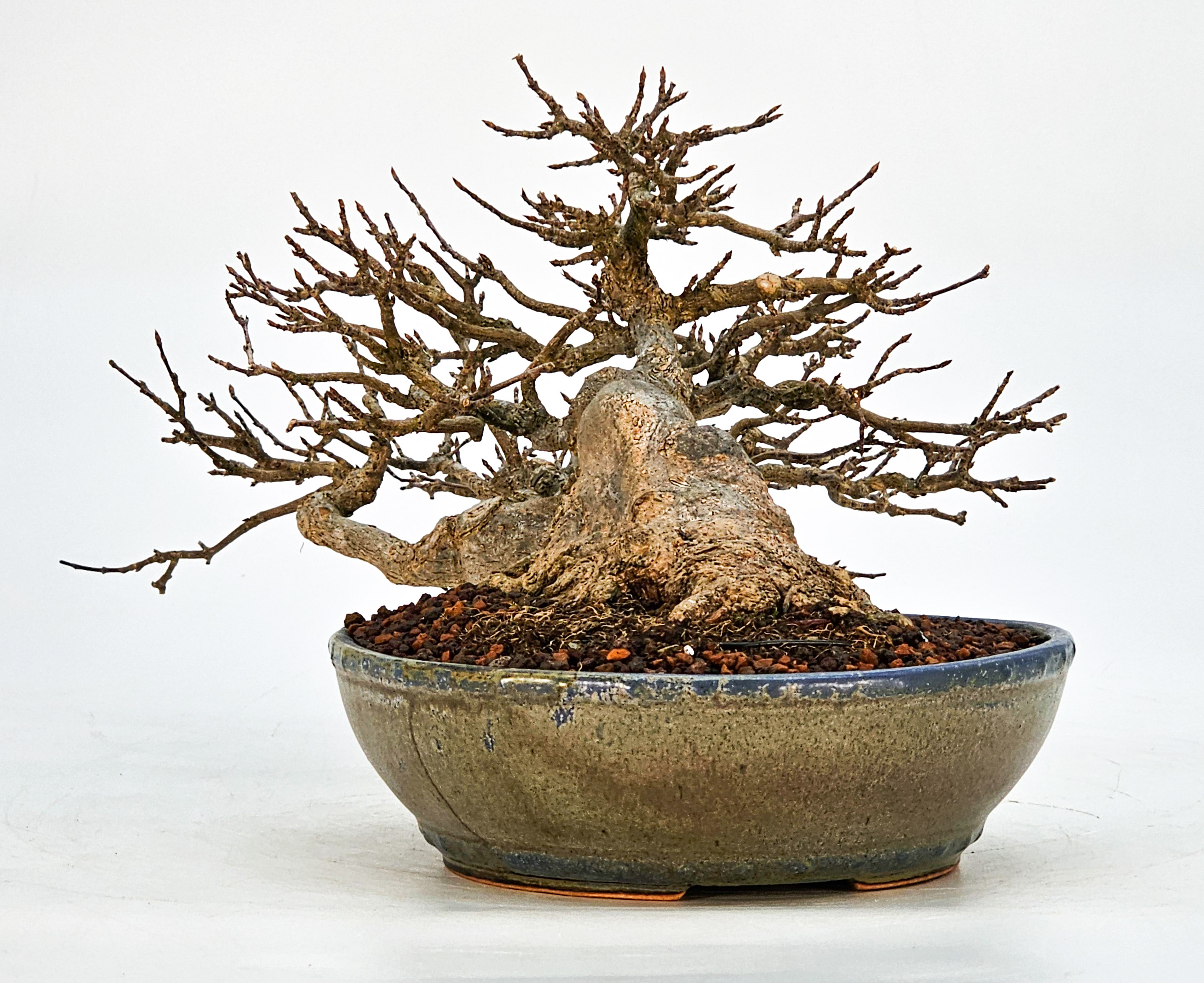Bonsai Dreispitzahorn - Acer buergerianum 14cm