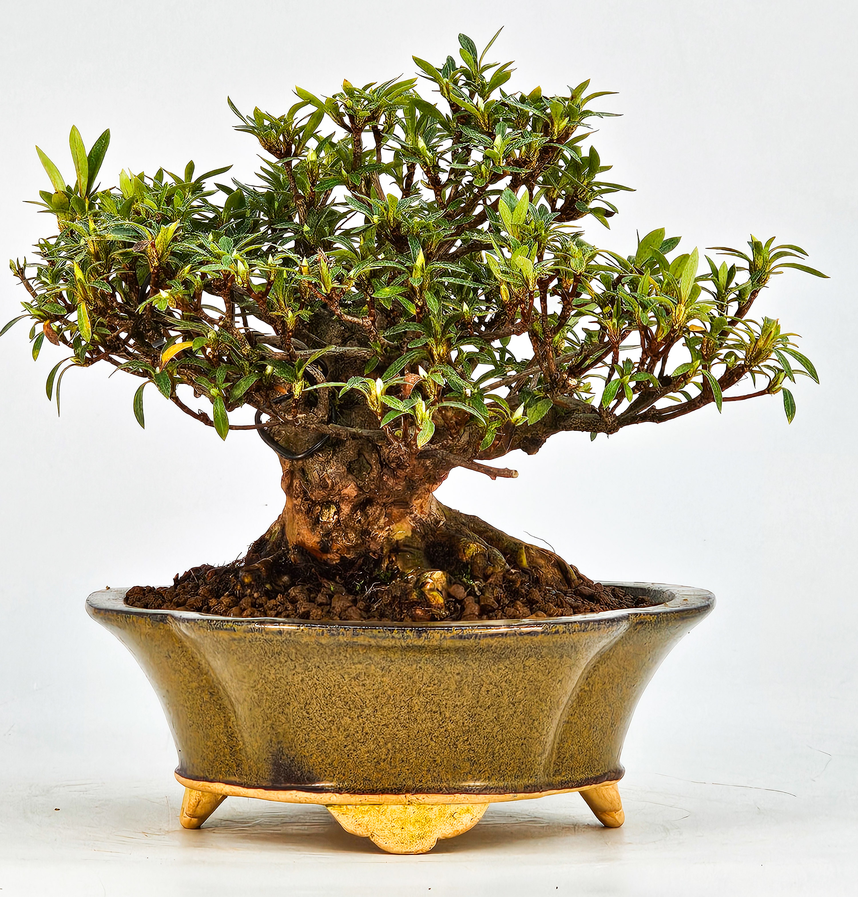 Bonsai Azalee Rhododendron indicum - Kakurin - Shohin 13cm