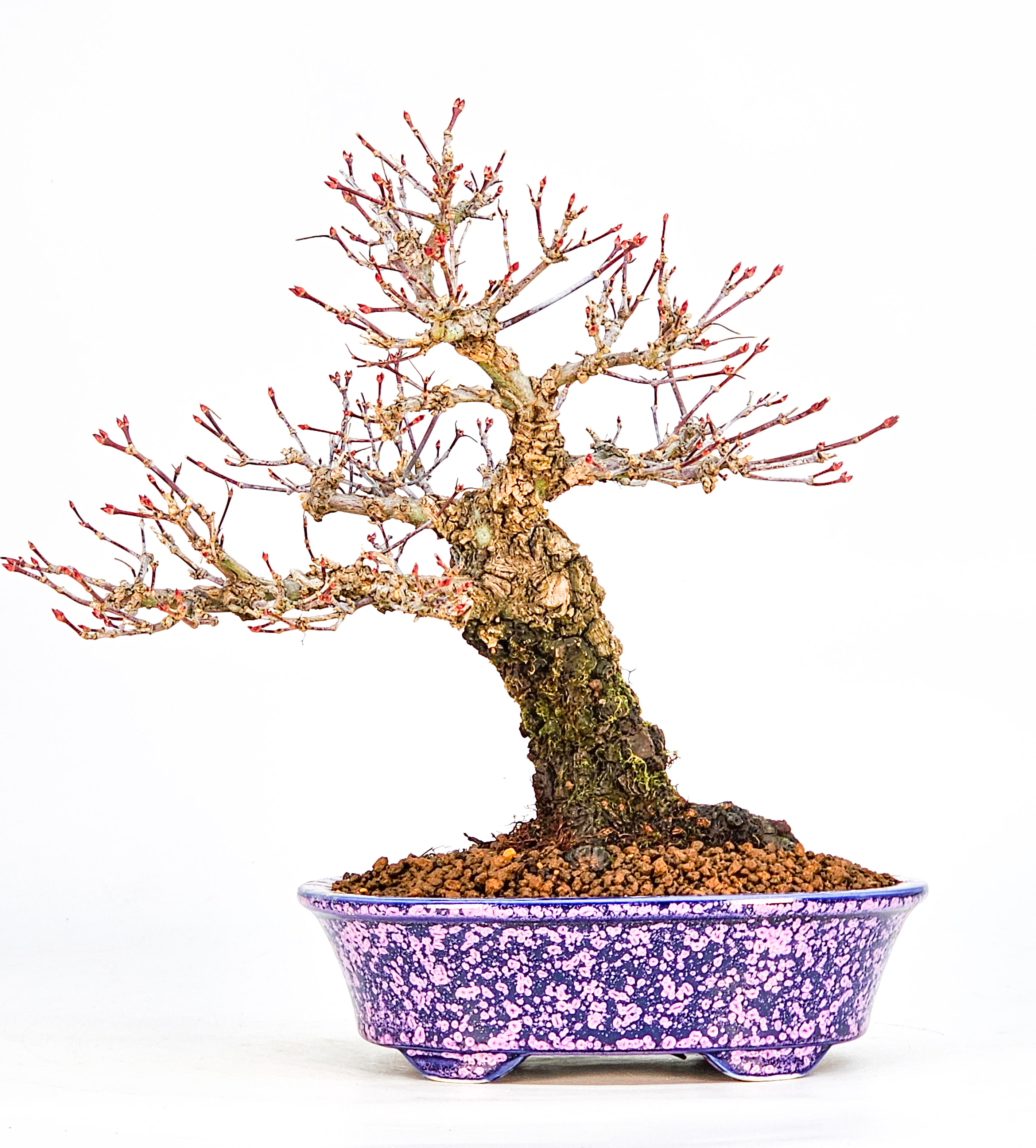Bonsai Fächerahorn - Acer palmatum Arakawa Shohin 21cm
