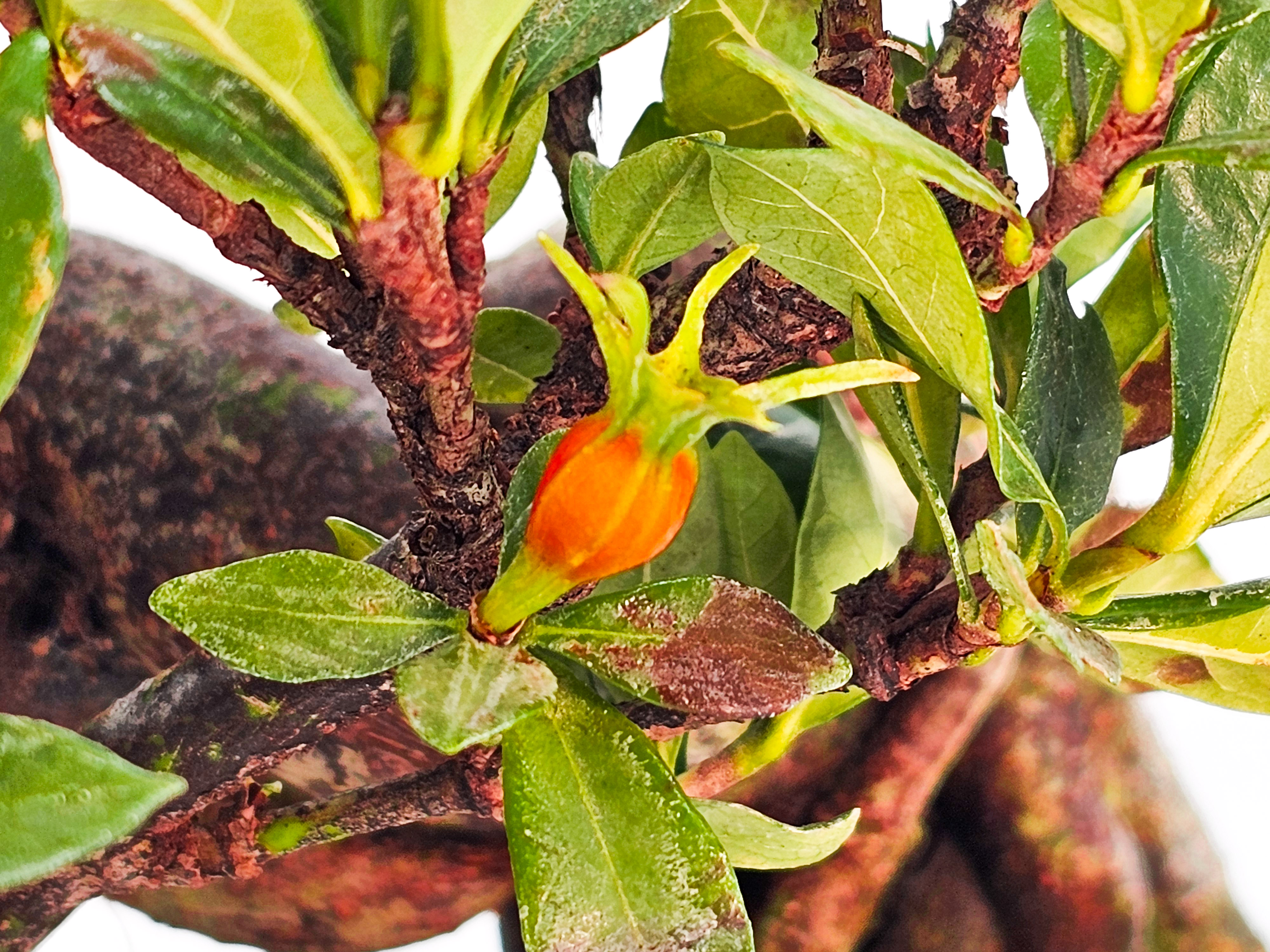 Bonsai Gardenia jasminoides Shohin 18cm