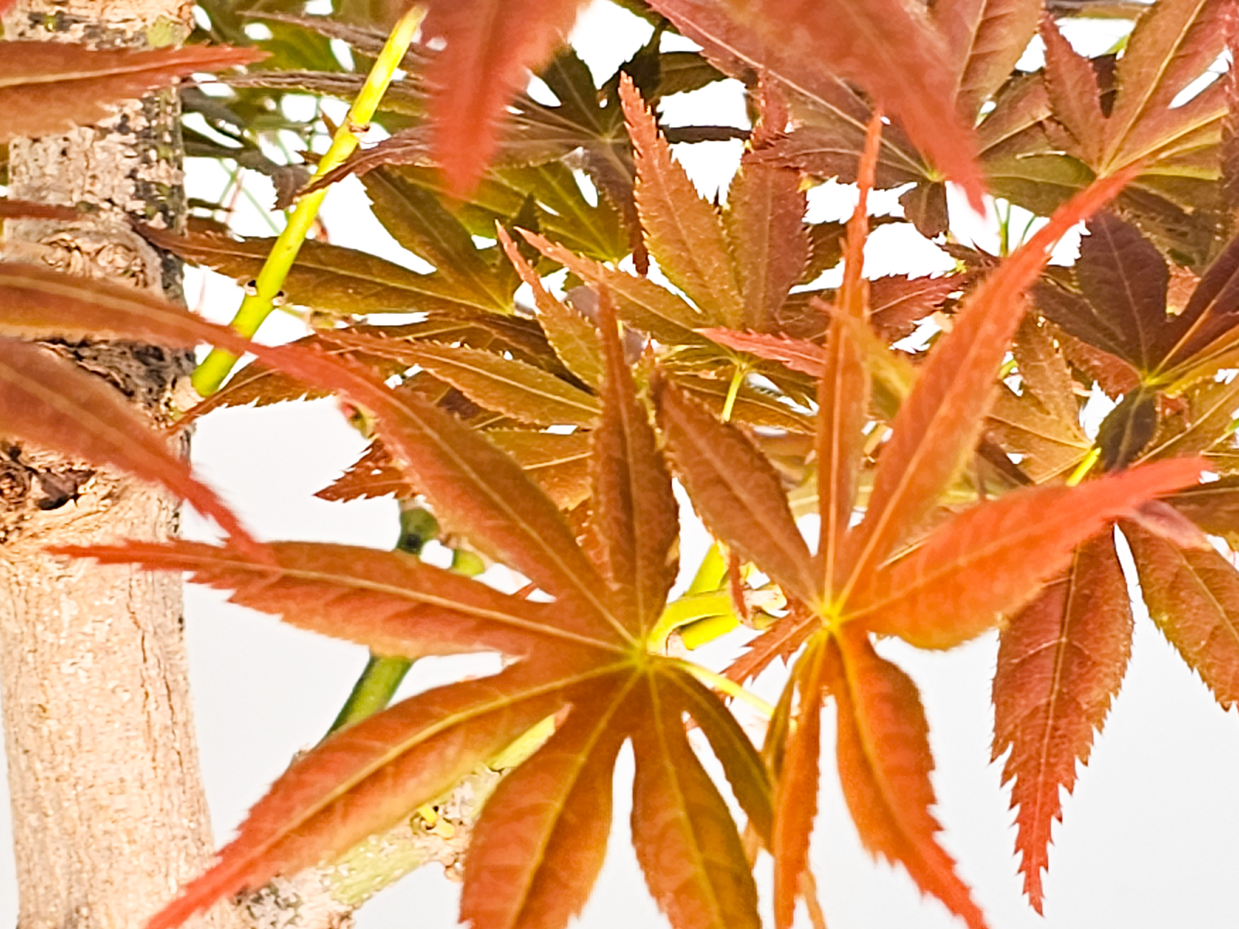 Bonsai Fächerahorn - Acer palmatum yugure 45cm