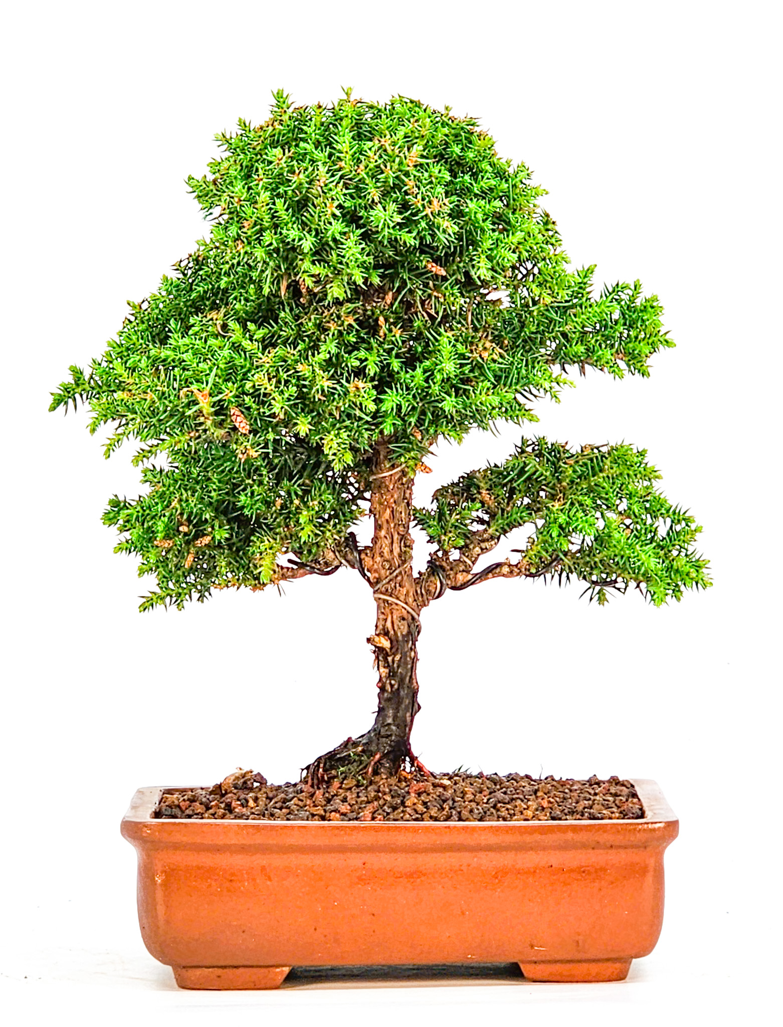 Bonsai Sicheltanne Cryptomeria Japonica Shohin 18cm