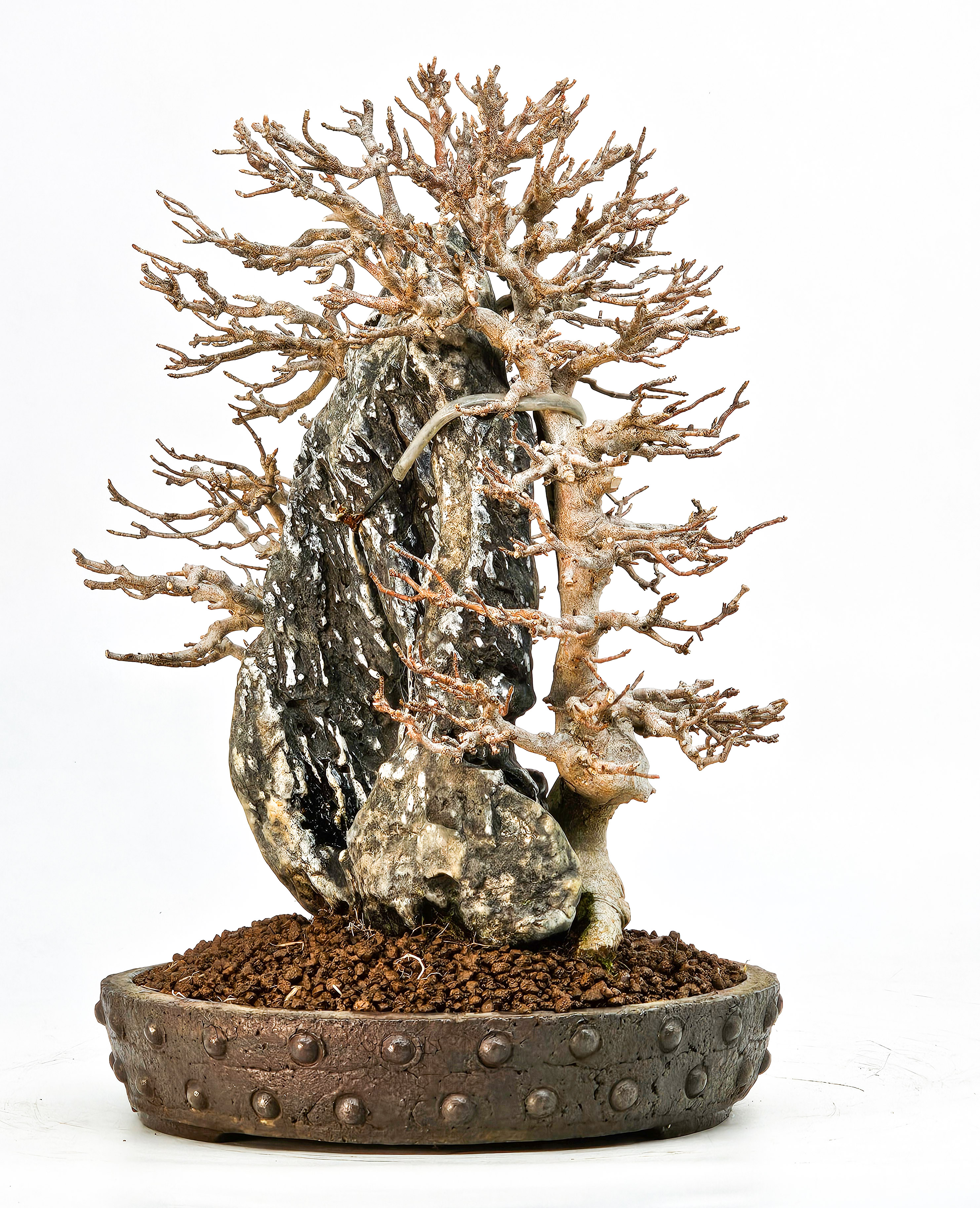 Bonsai Dreispitzahorn - Acer buergerianum Ishizuki 26,5cm - Video!!