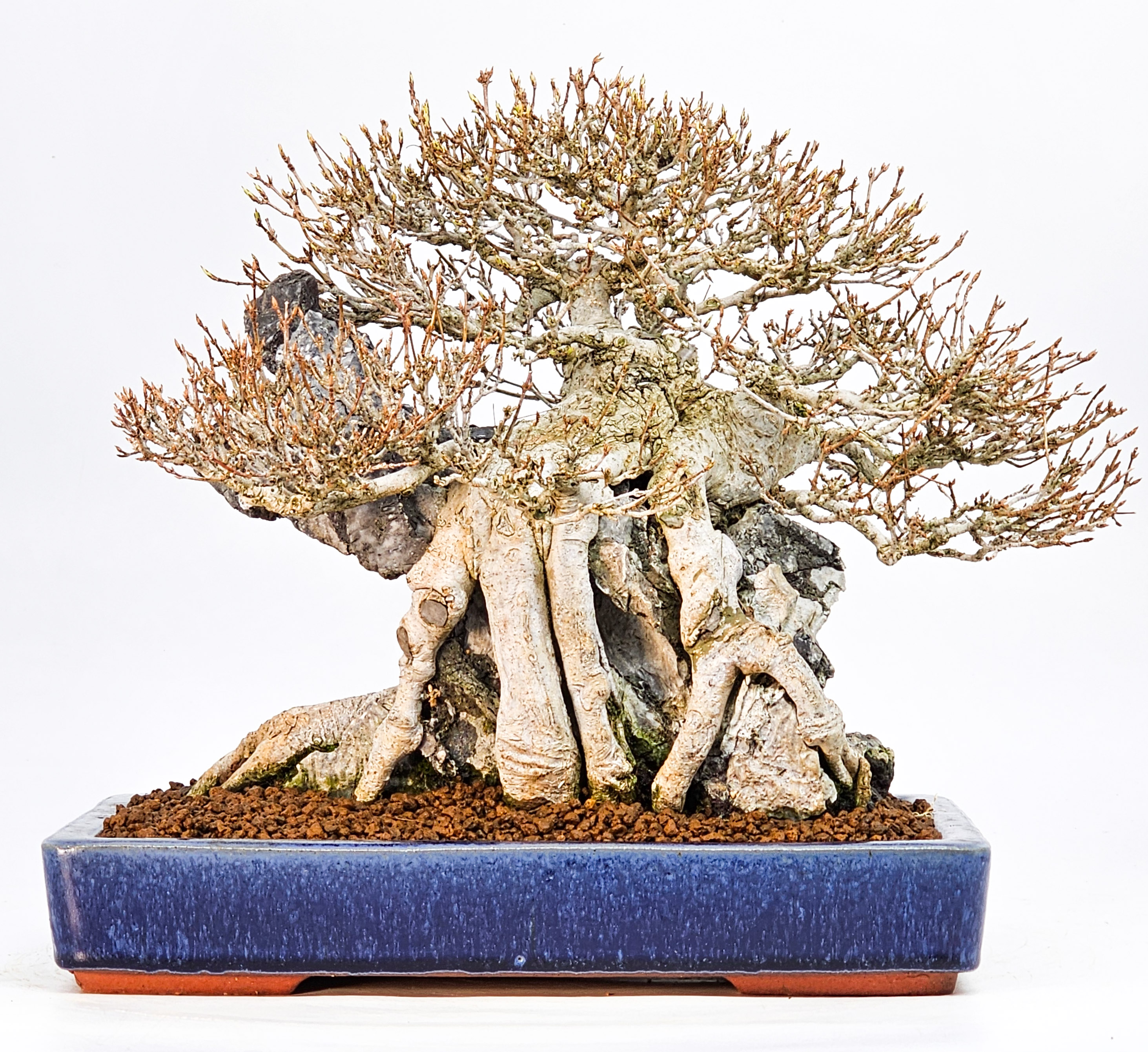 Bonsai Dreispitzahorn - Acer buergerianum Ishizuki 25cm Video!!