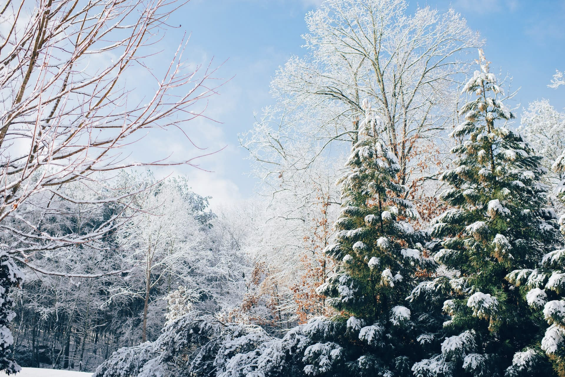 Eine schöne Winterlandschaft mit Schnee in den Bäumen