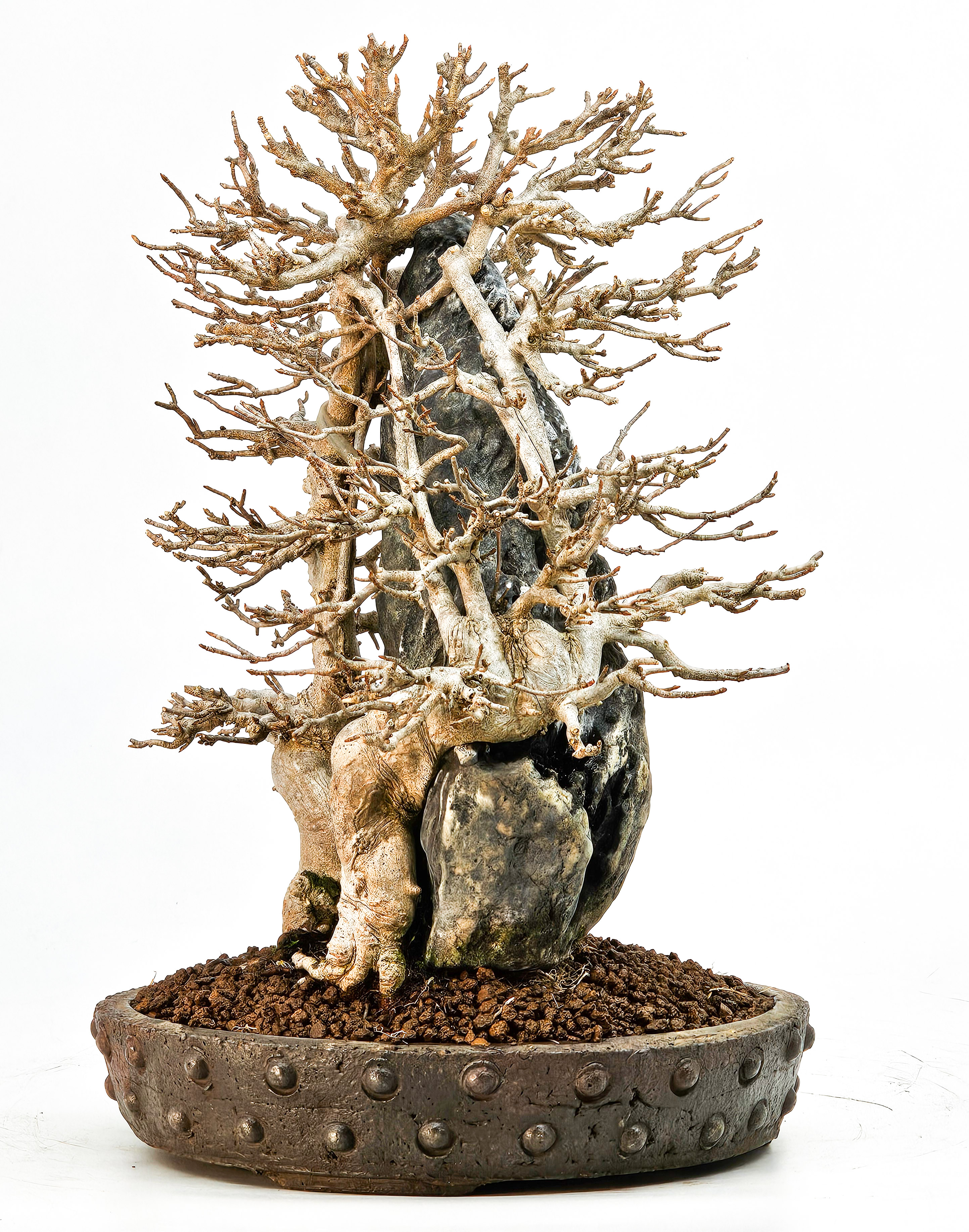 Bonsai Dreispitzahorn - Acer buergerianum Ishizuki 26,5cm - Video!!