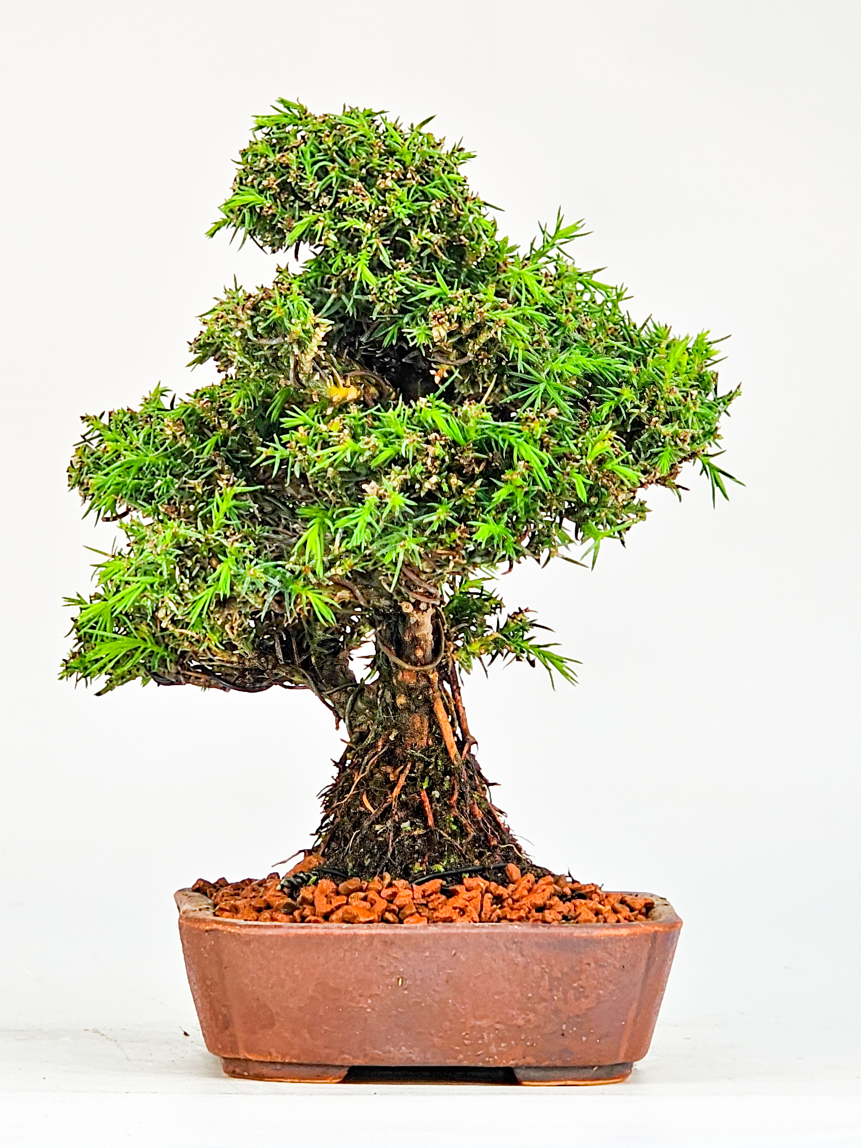 Bonsai Sicheltanne Cryptomeria Japonica Shohin 15cm