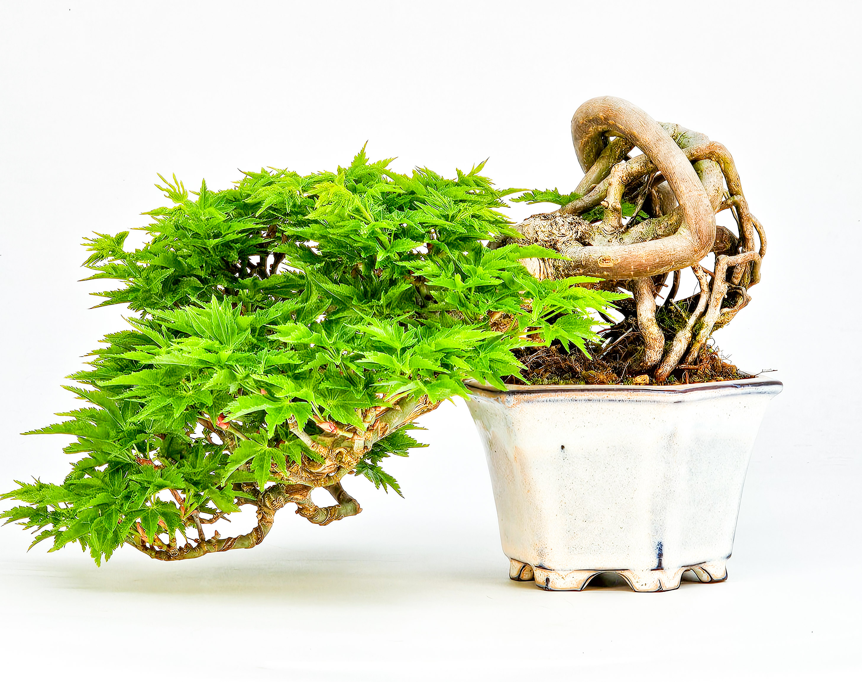 Bonsai Löwenkopfahorn- Acer palmatum Shishigashira Shohin 16cm Video!!