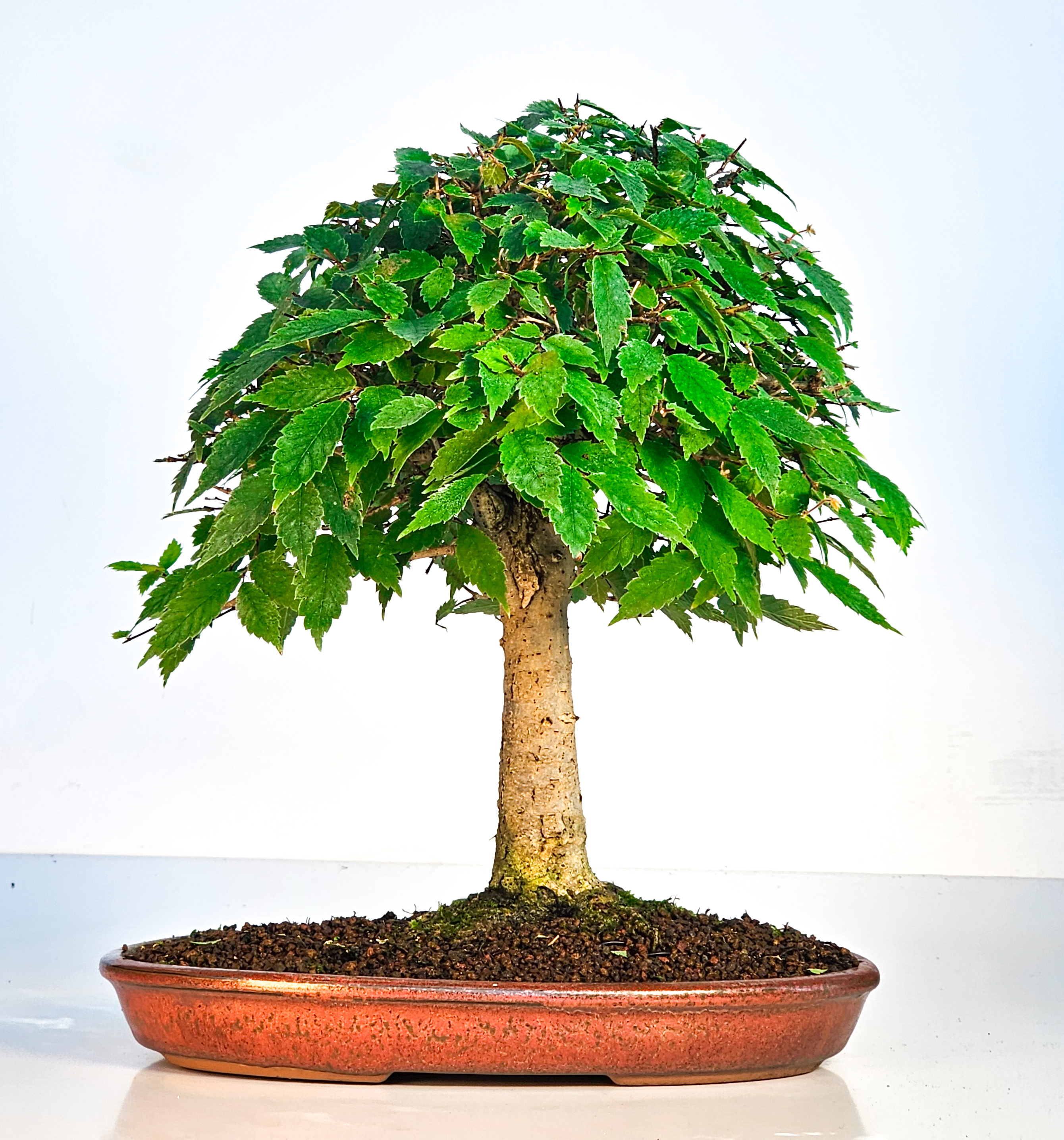 Bonsai Zelkova serrata 26cm - Video!