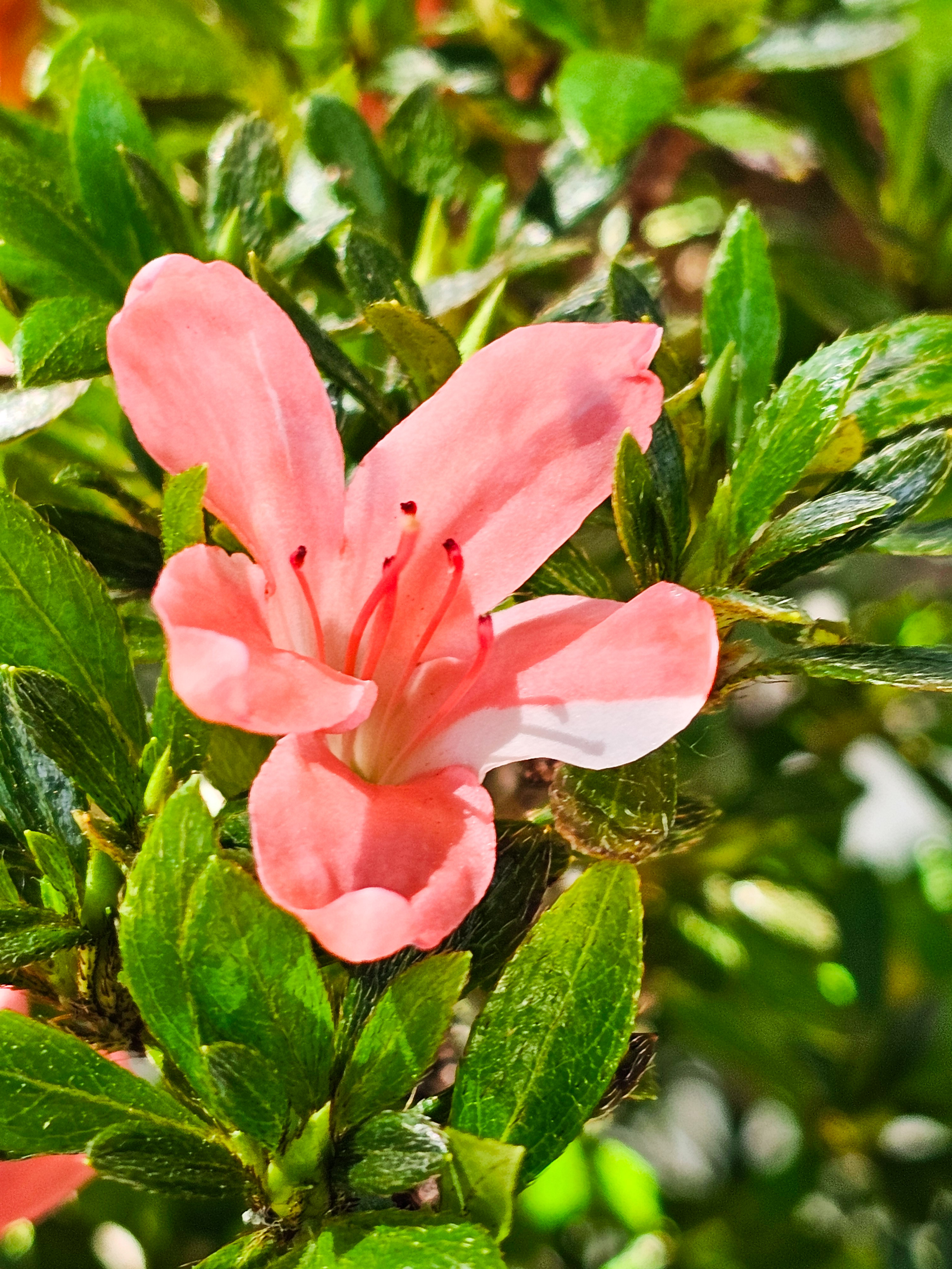 Bonsai Azalee Rhododendron indicum -Nissho no Hakari- 48cm