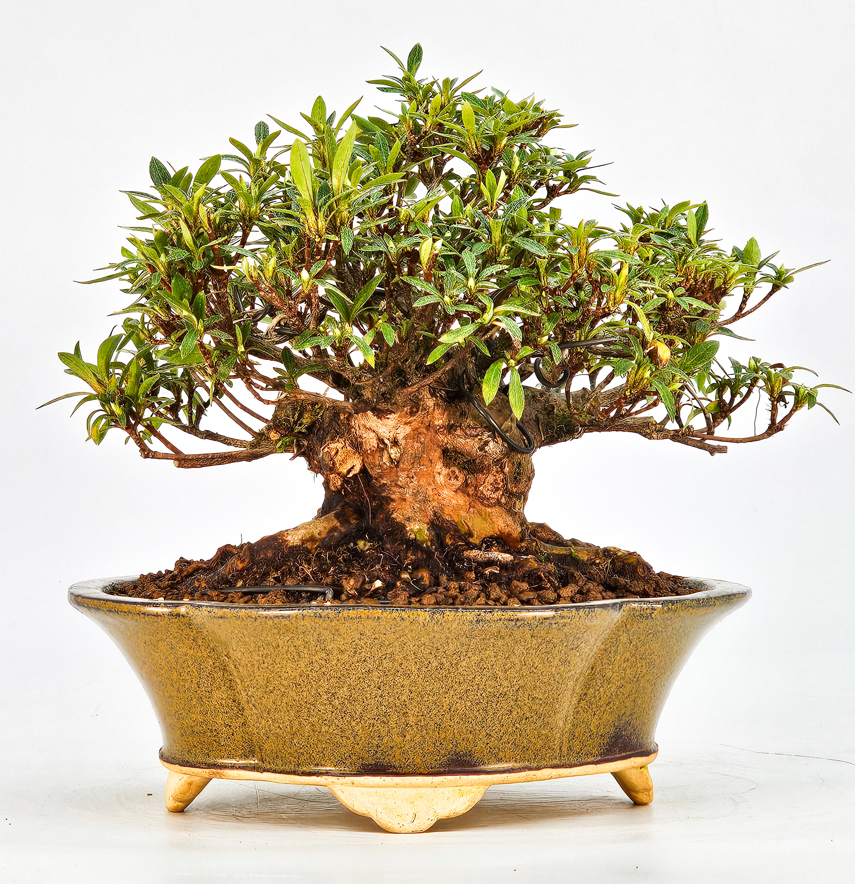 Bonsai Azalee Rhododendron indicum - Kakurin - Shohin 13cm