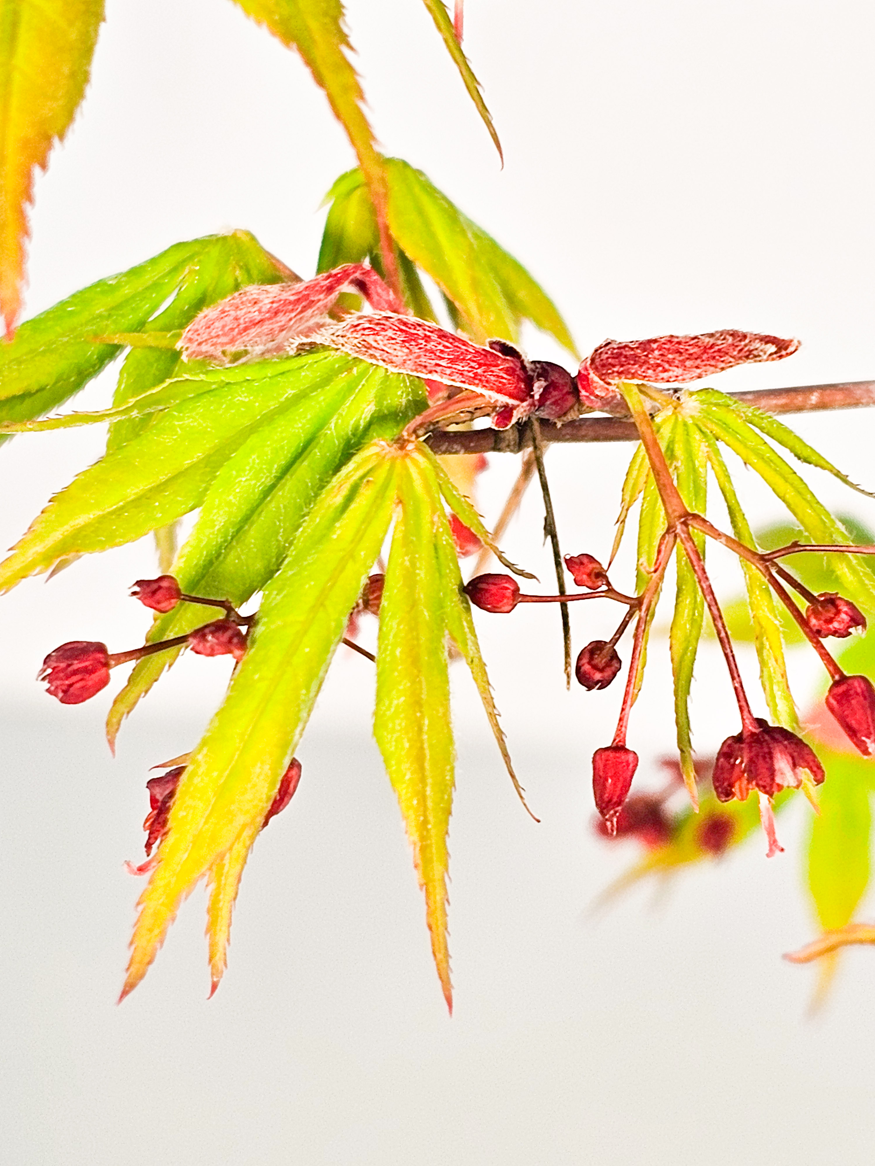 Bonsai Fächerahorn - Acer palmatum Osakazuki 48cm