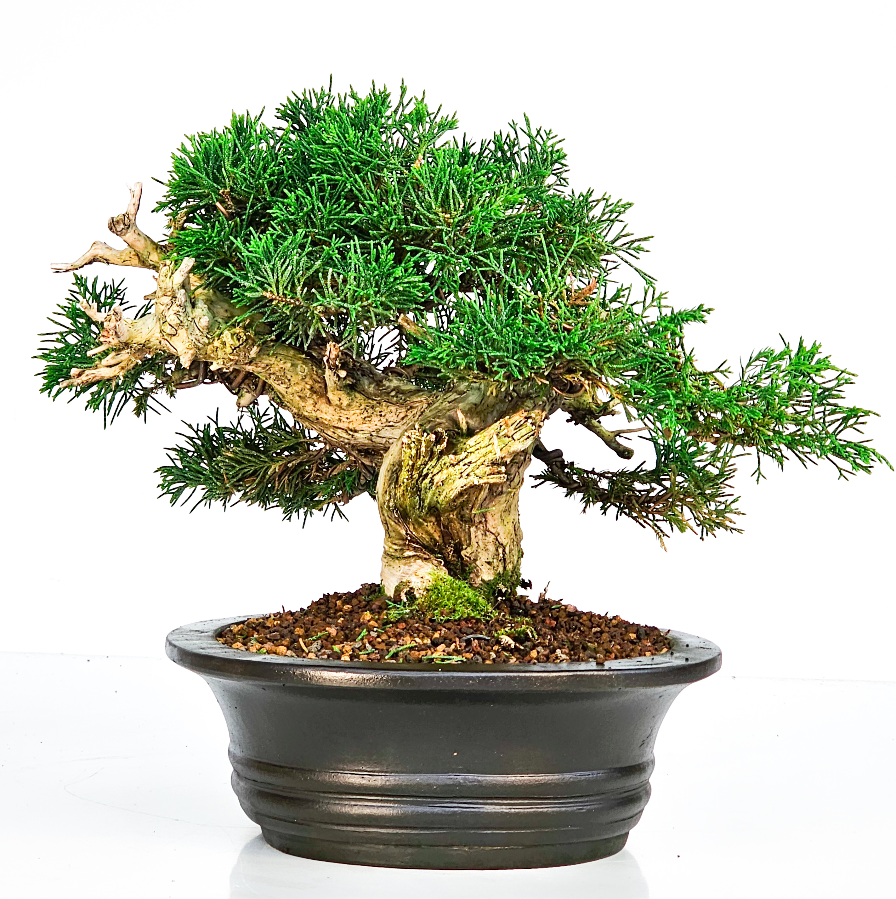 Bonsai Wacholder Juniperus chinensis Shohin 18cm
