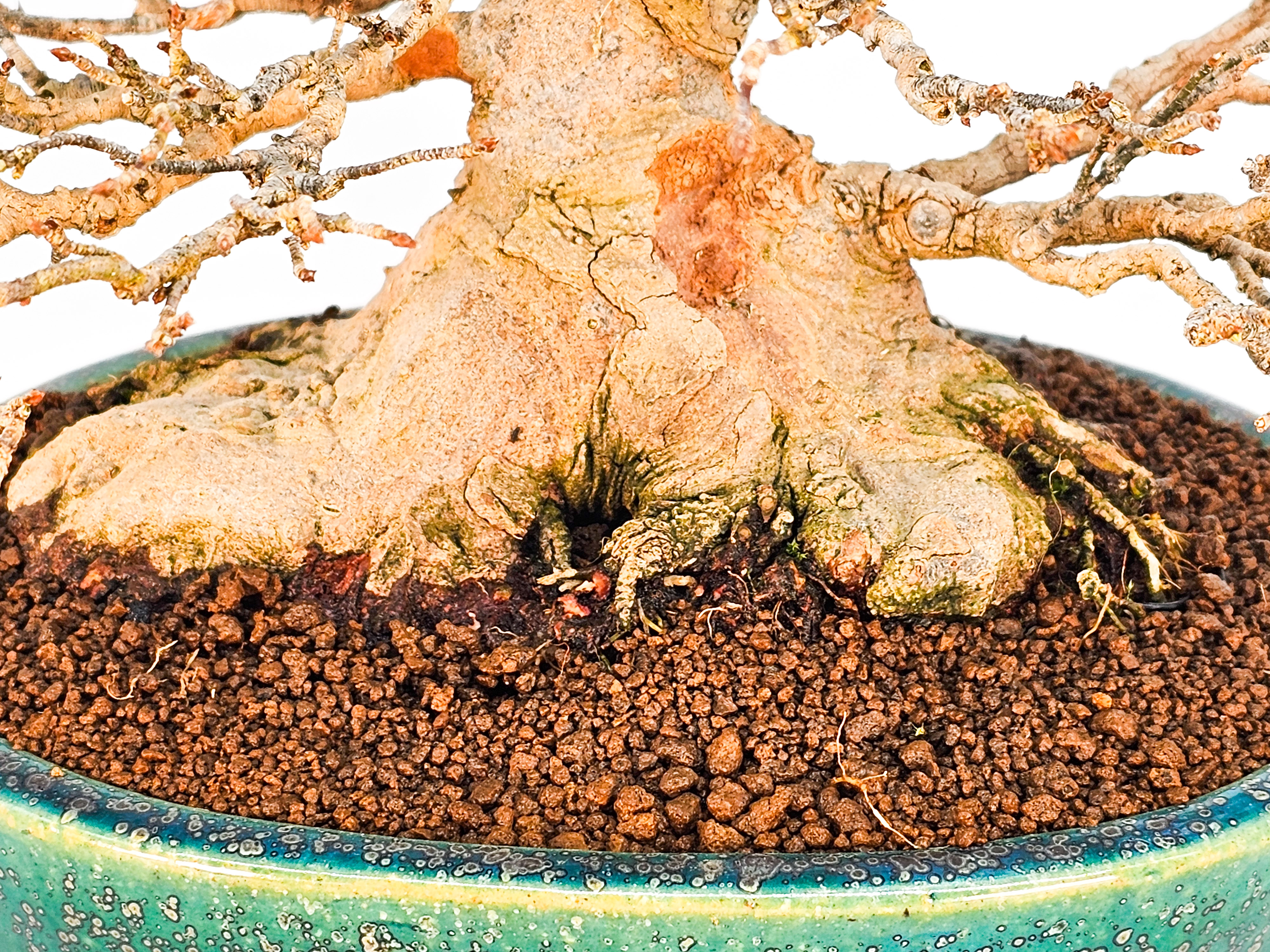 Bonsai Dreispitzahorn - Acer buergerianum 21cm