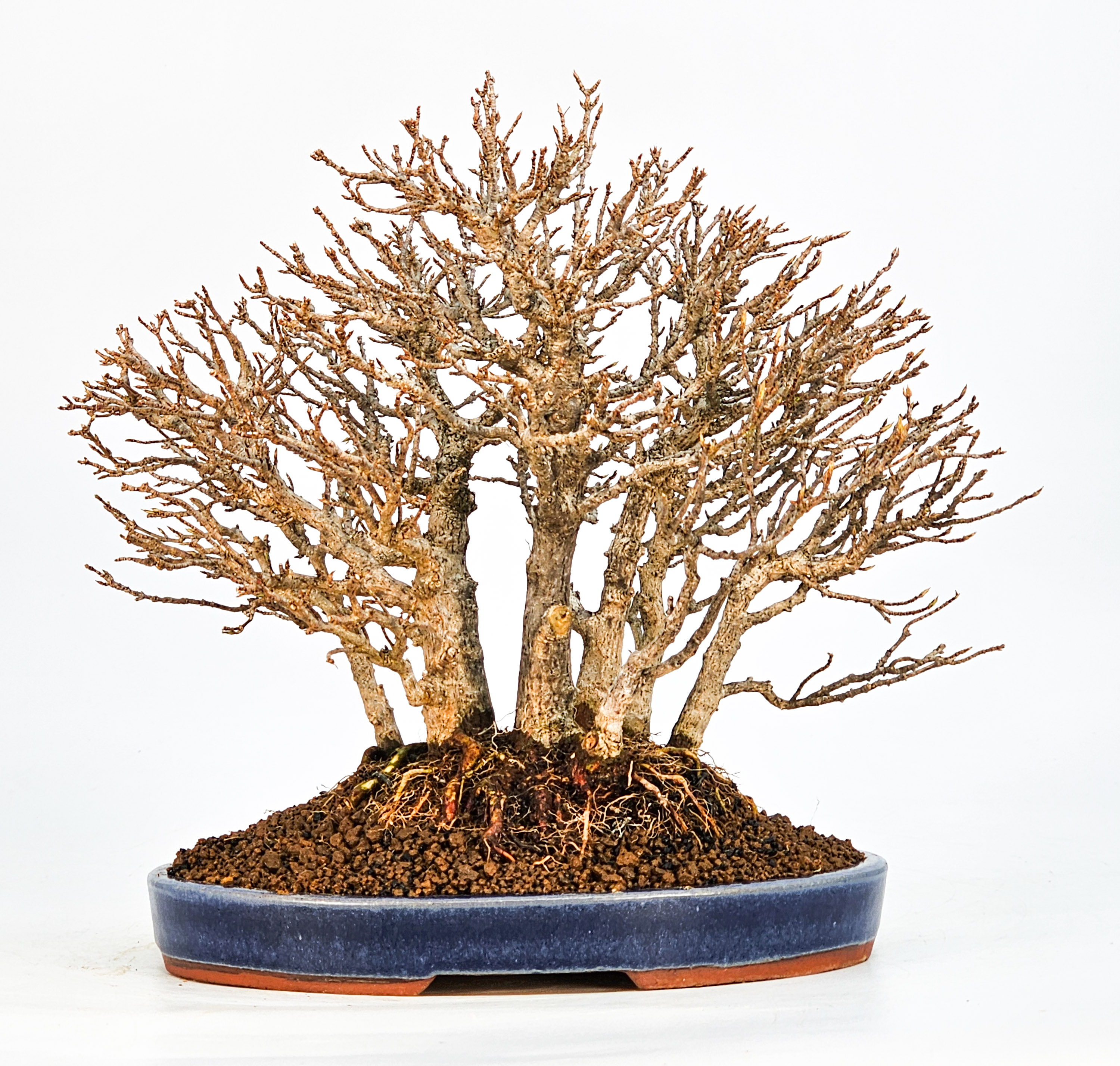 Bonsai Dreispitzahorn - Acer buergerianum Wald  Yose-ue 20cm Video!!