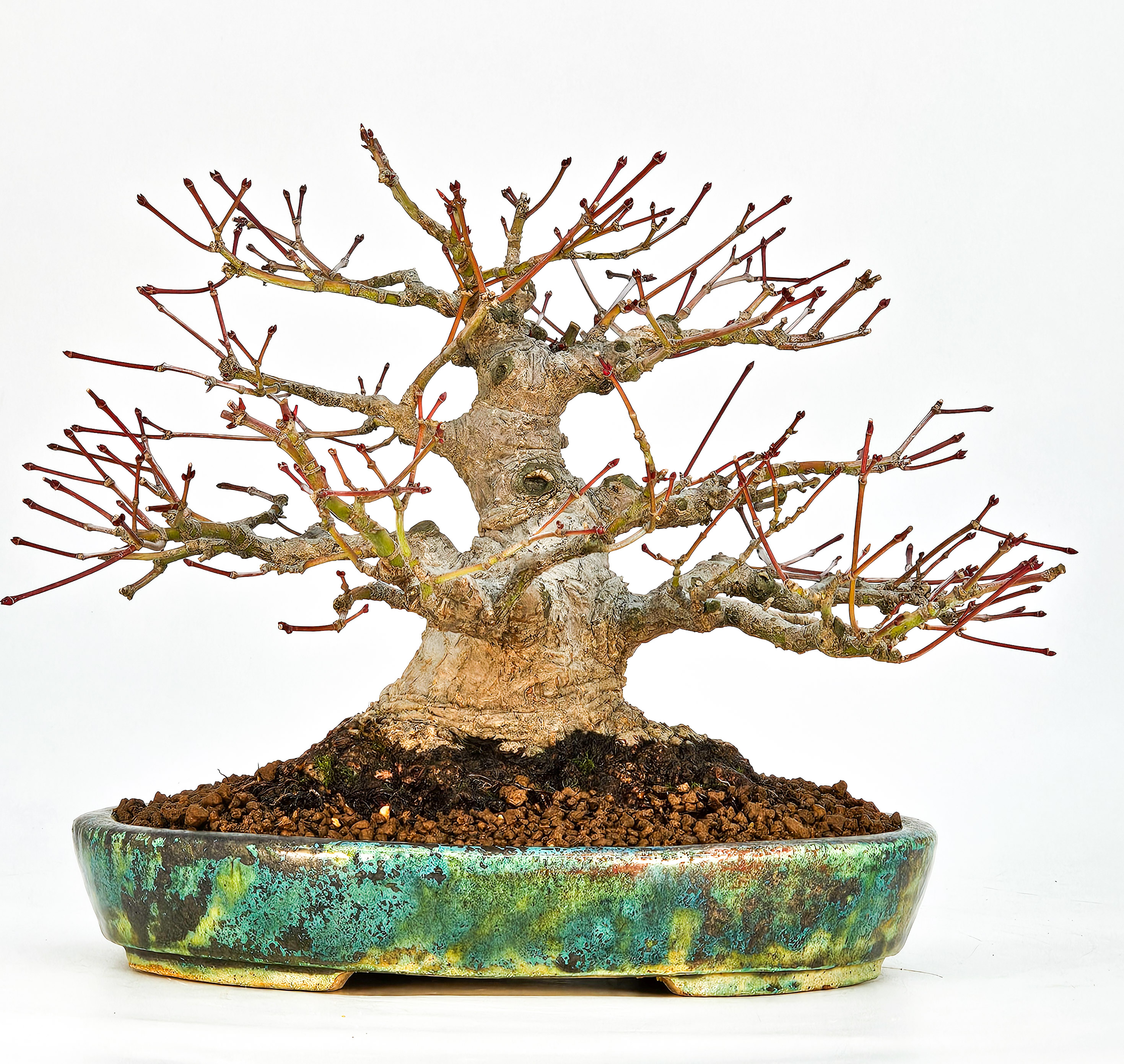 Bonsai Fächerahorn - Acer palmatum Shohin 18cm Video!!