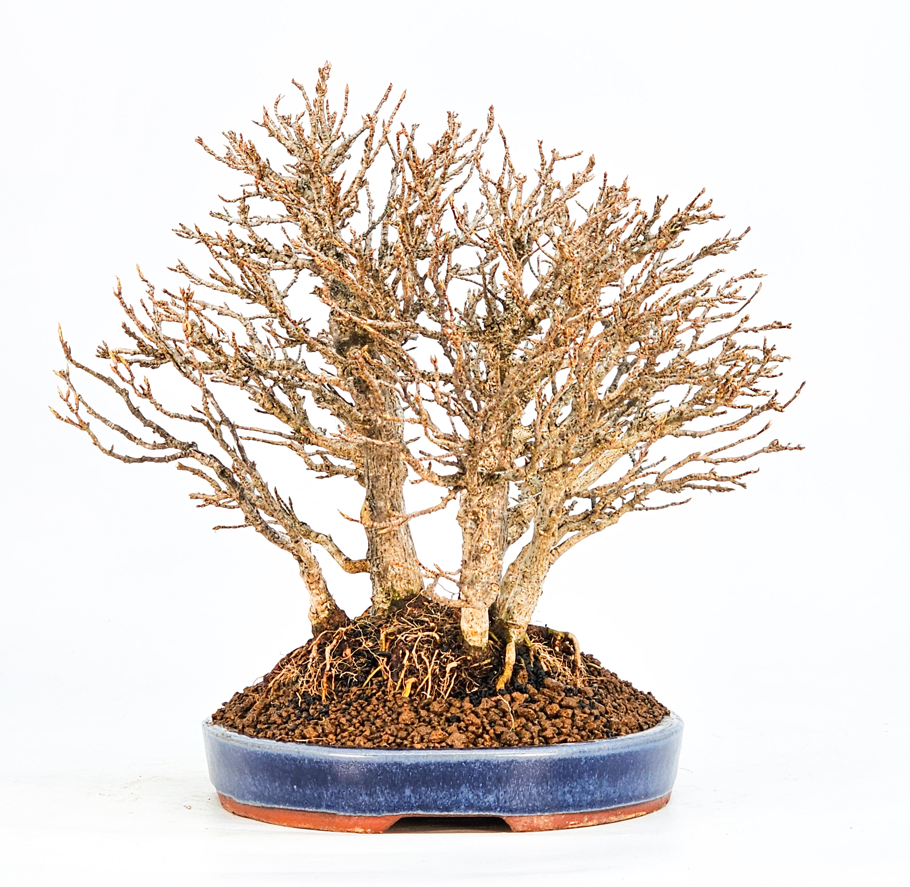 Bonsai Dreispitzahorn - Acer buergerianum Wald  Yose-ue 20cm Video!!