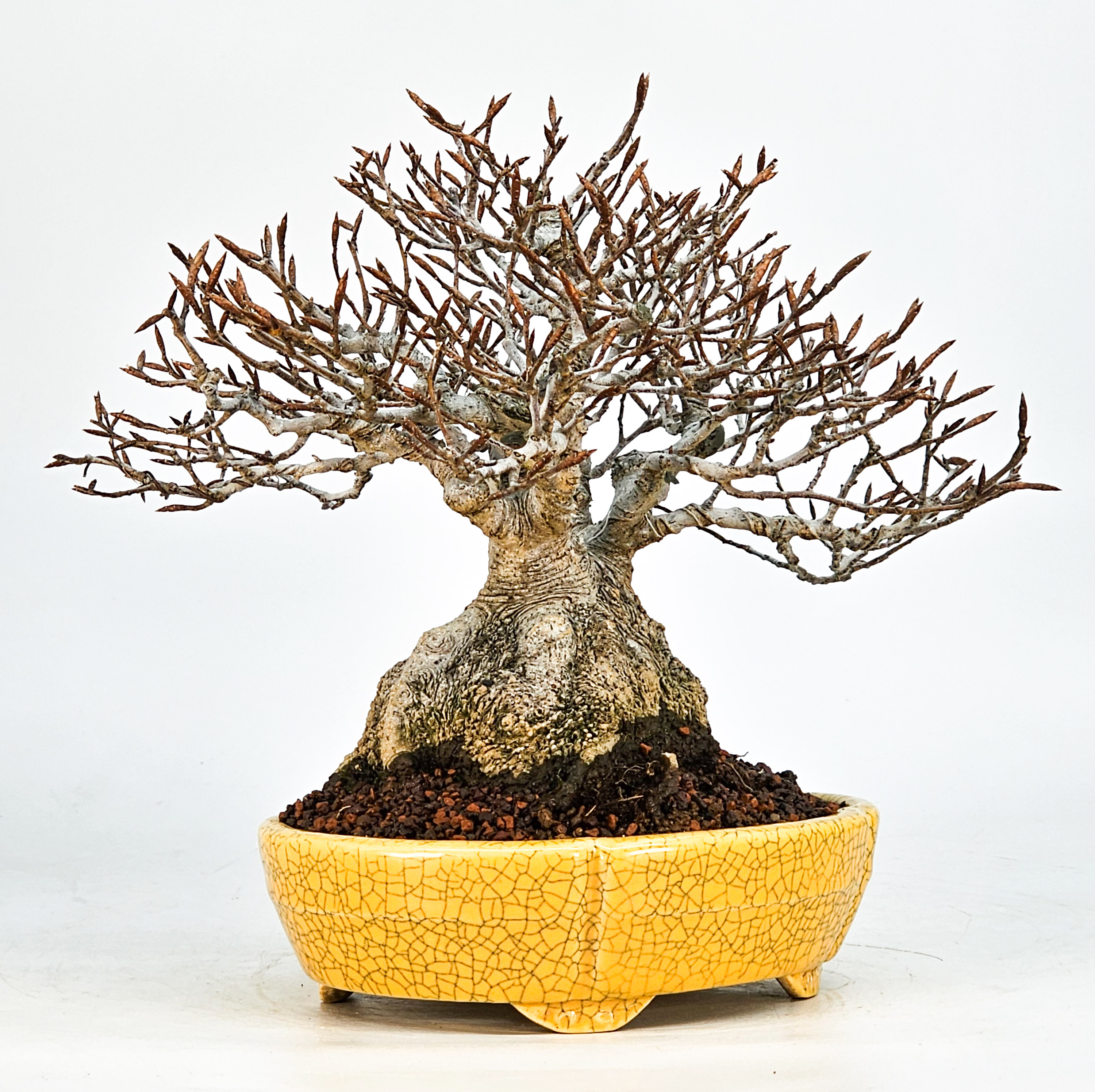 Bonsai Premium Kerbbuche Fagus Crenata 17,5 cm Video!!