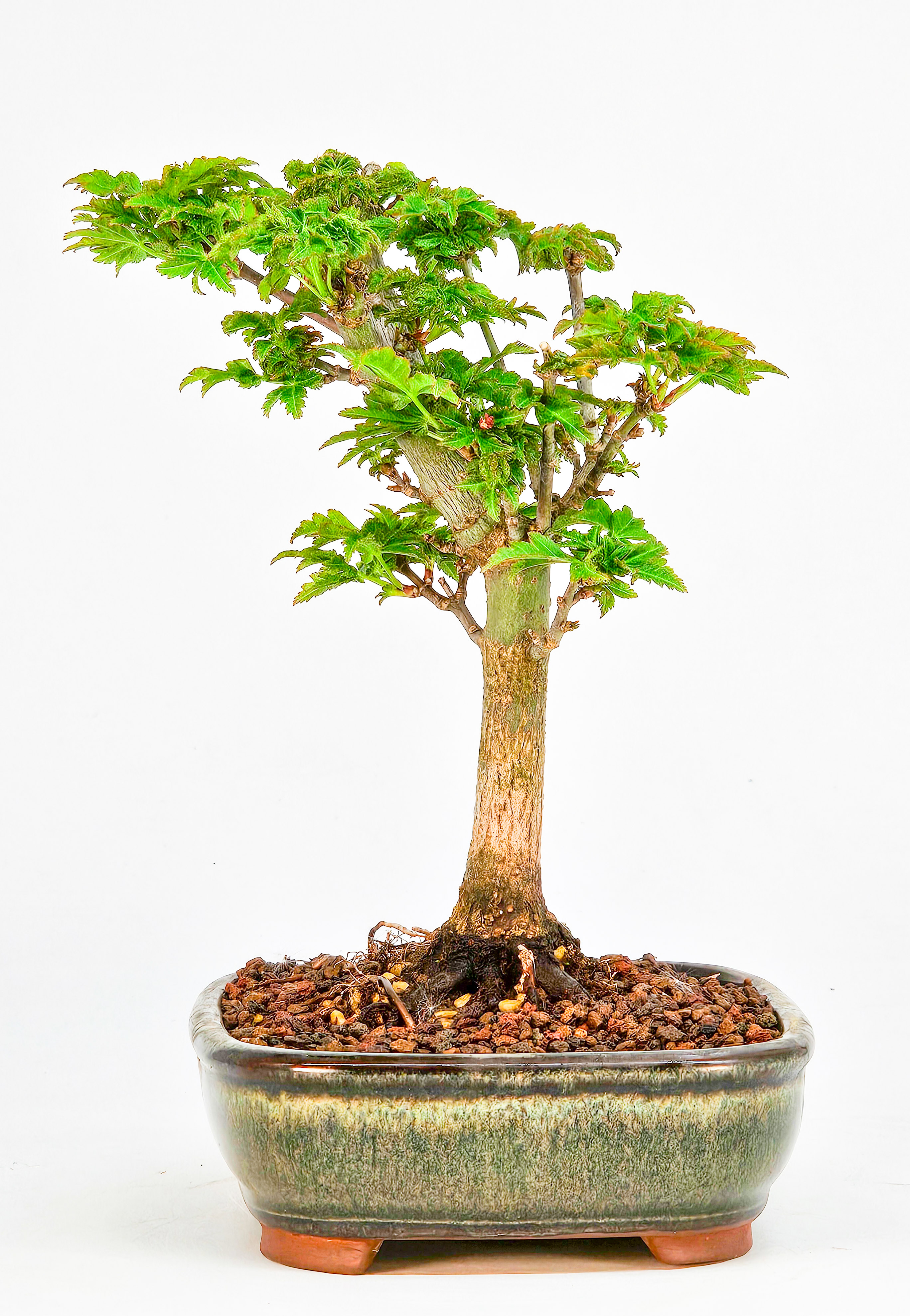 Bonsai Löwenkopfahorn- Acer palmatum Shishigashira Shohin 14cm