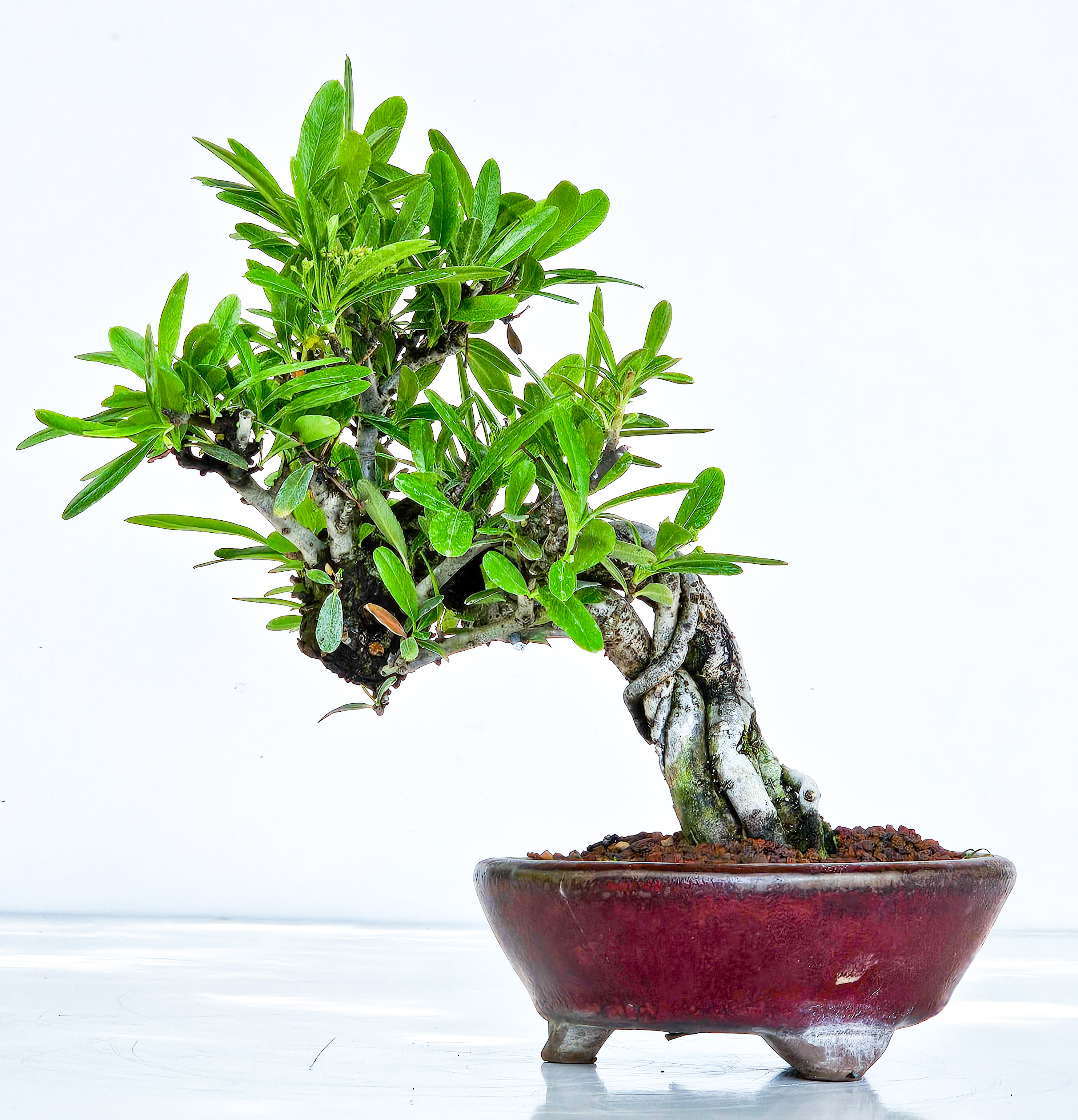 Bonsai Pyracantha - Feuerdorn Shohin 17cm