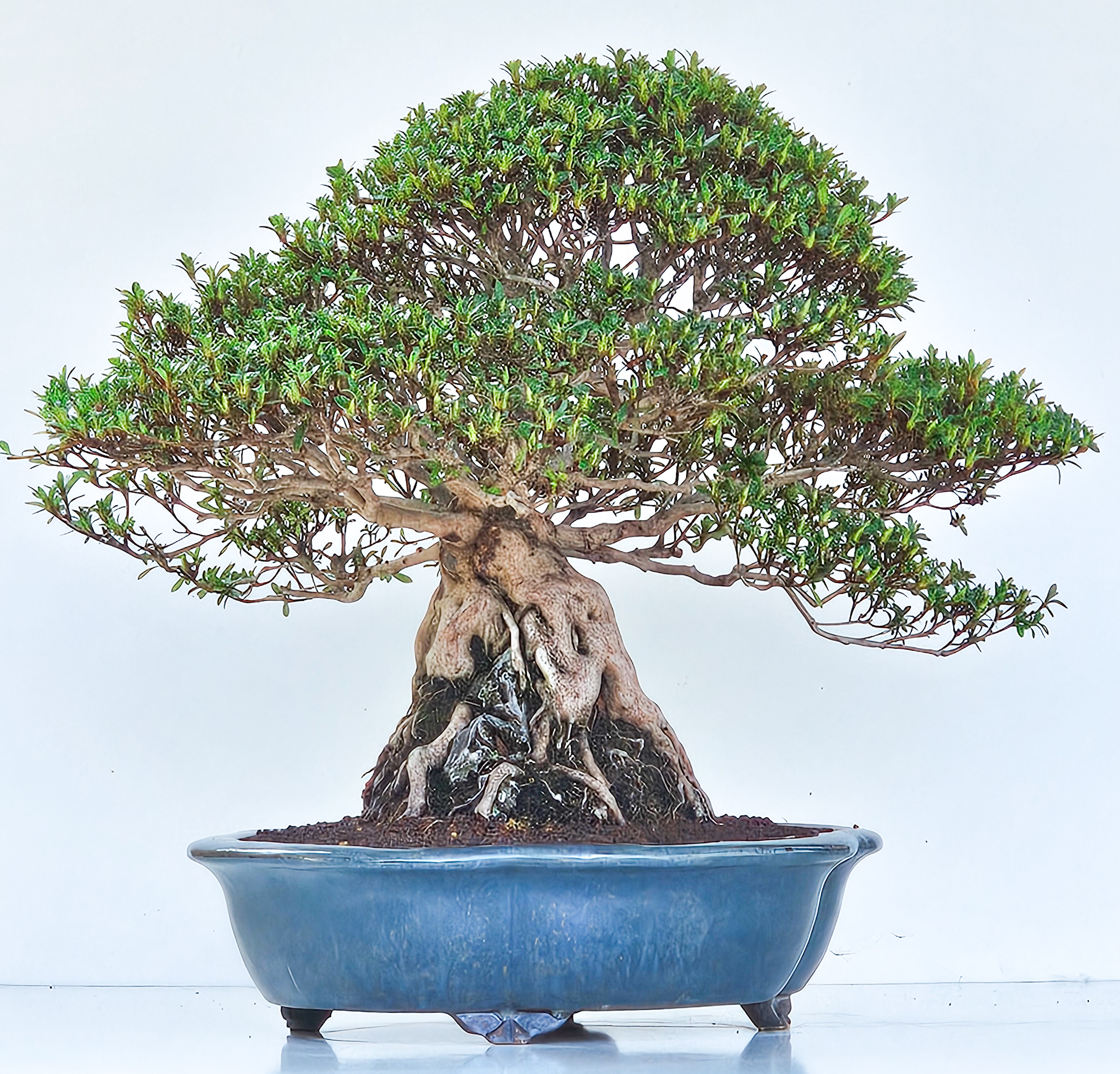 Bonsai Azalee Rhododendron indicum Ishizuki - Kozan - 39cm Video!!