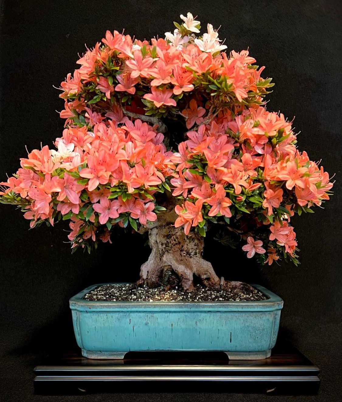 Bonsai Azalee Rhododendron indicum -Nissho no Hakari- 48cm