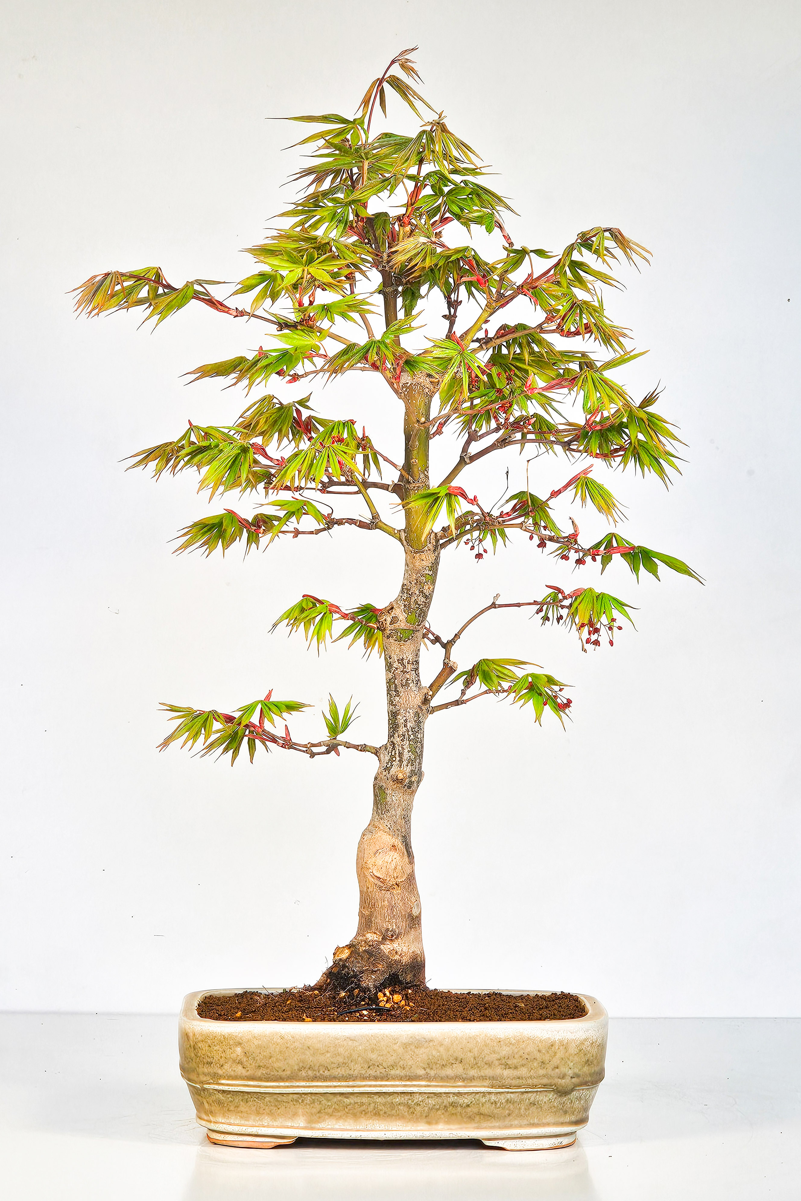 Bonsai Fächerahorn - Acer palmatum Osakazuki 48cm