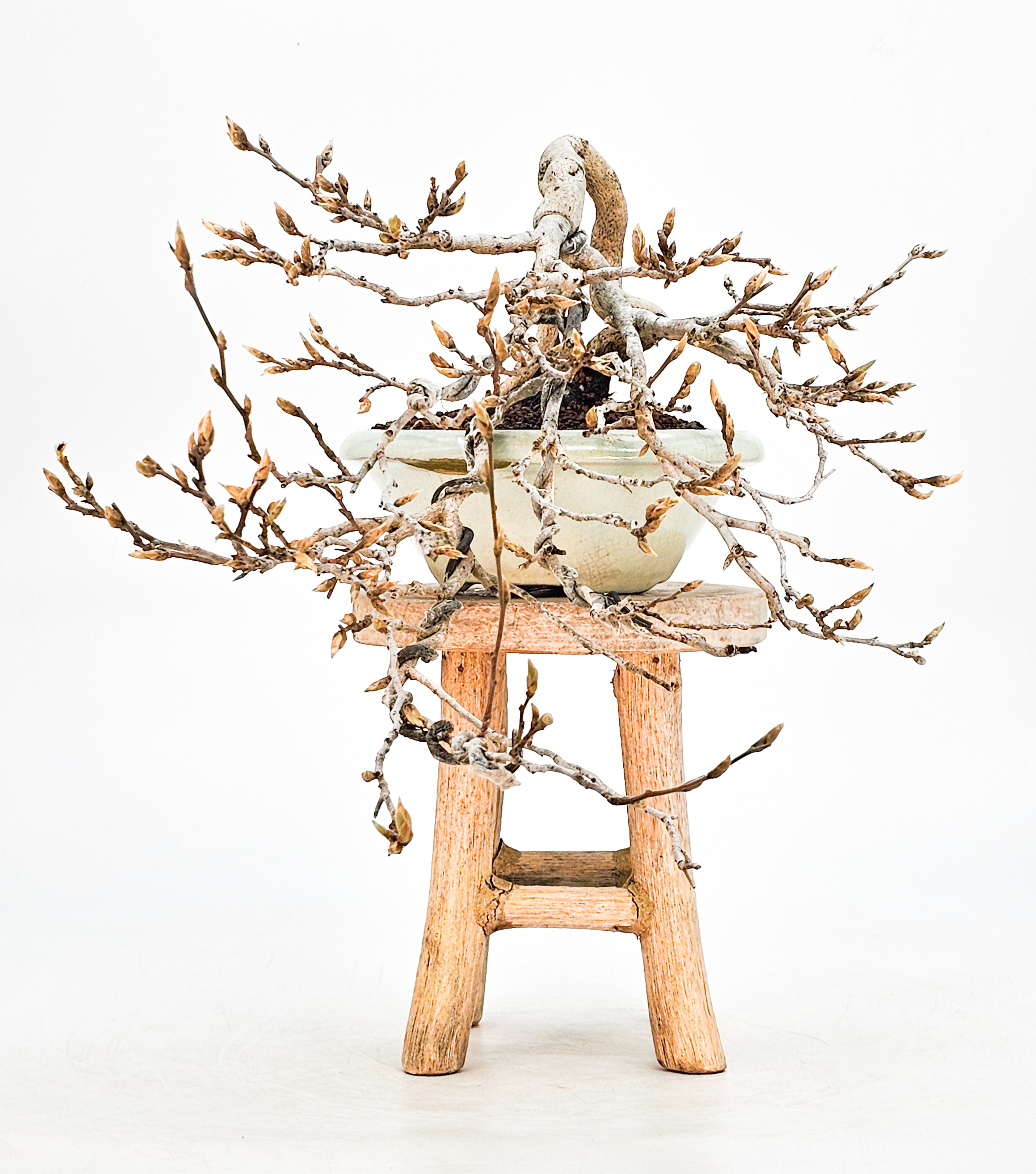 Bonsai Diospyros kaki Kakipflaume  Shohin 20cm
