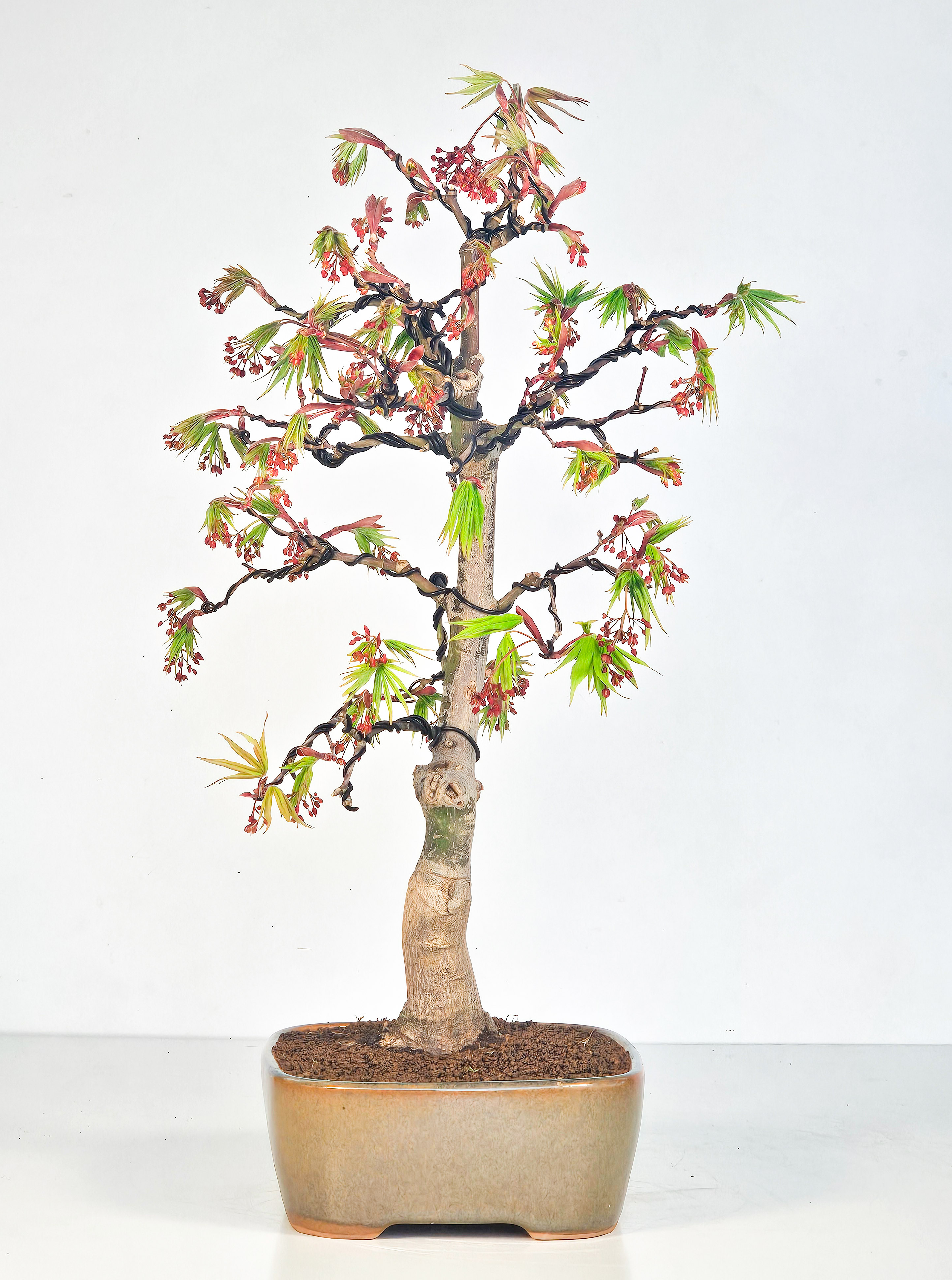 Bonsai Fächerahorn - Acer palmatum Osakazuki 45cm
