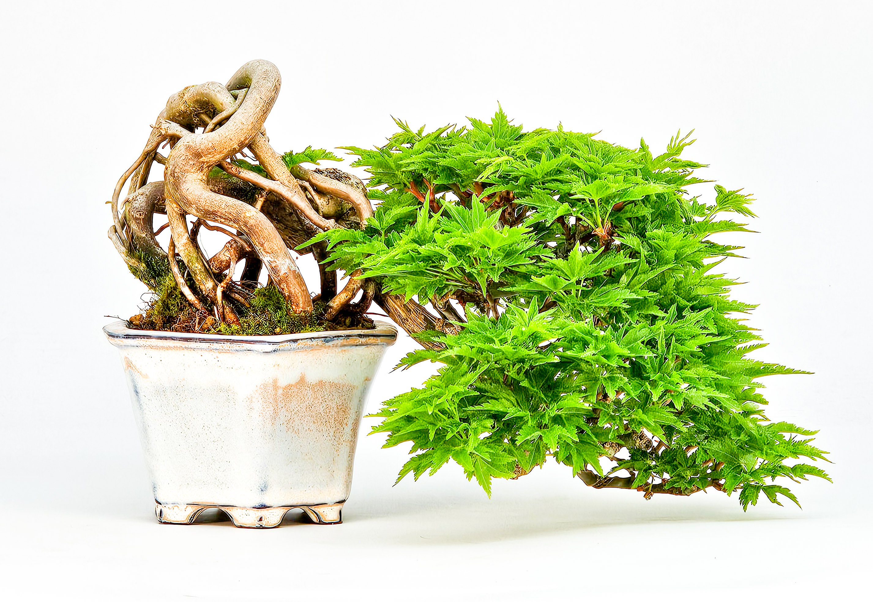 Bonsai Löwenkopfahorn- Acer palmatum Shishigashira Shohin 16cm Video!!