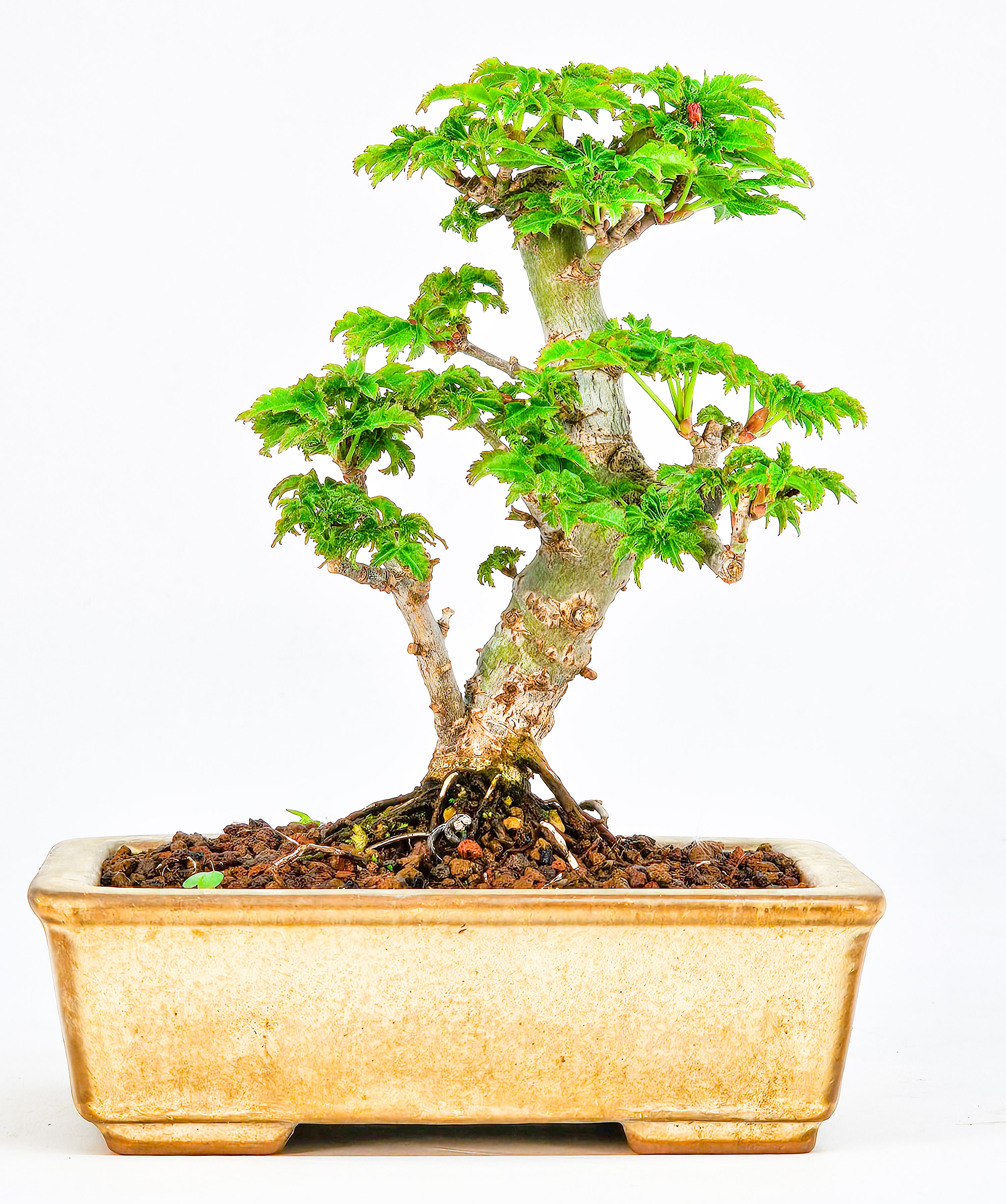 Bonsai Löwenkopfahorn- Acer palmatum Shishigashira Shohin 11cm
