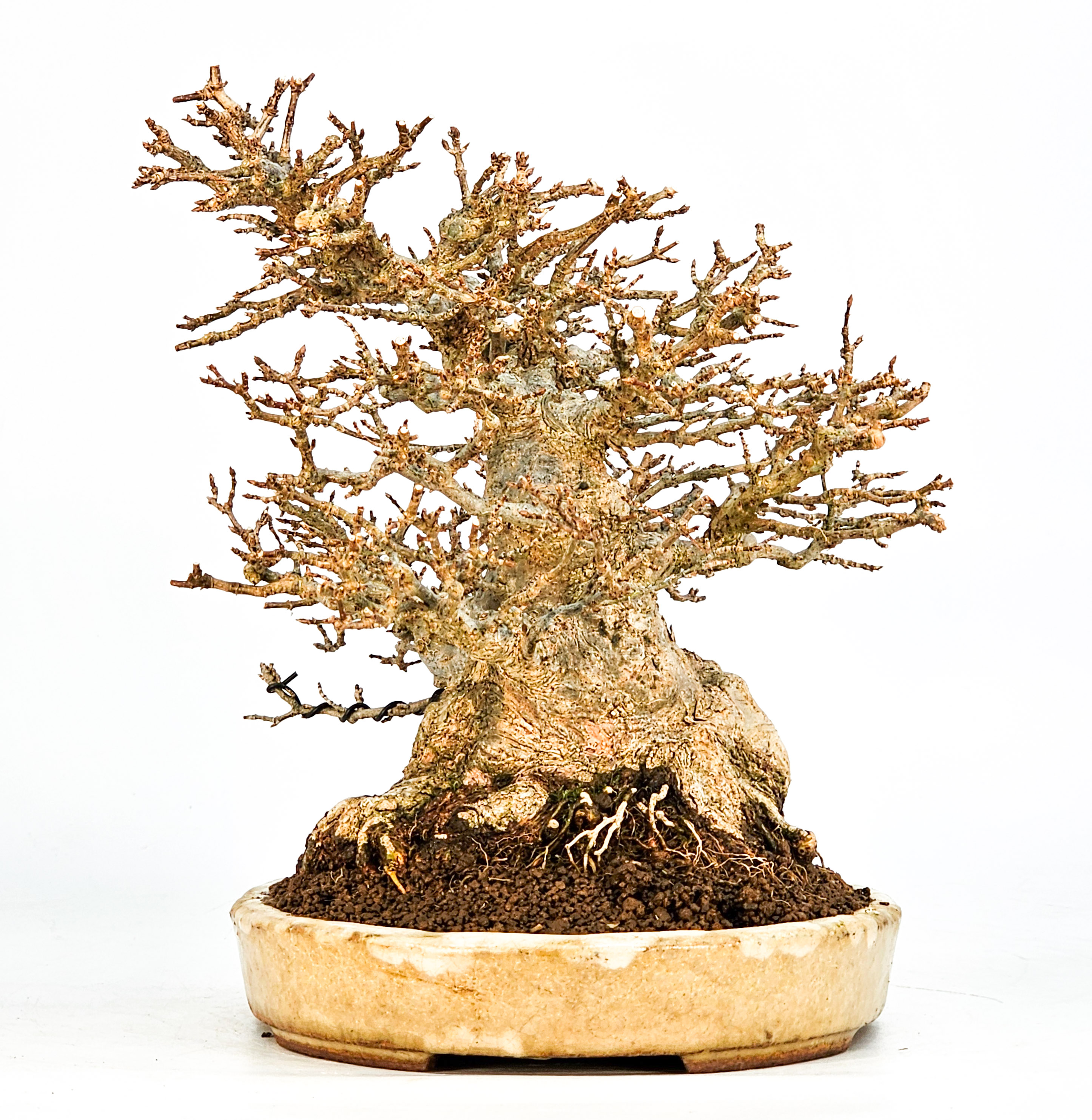 Bonsai Dreispitzahorn - Acer buergerianum 20cm Video!!