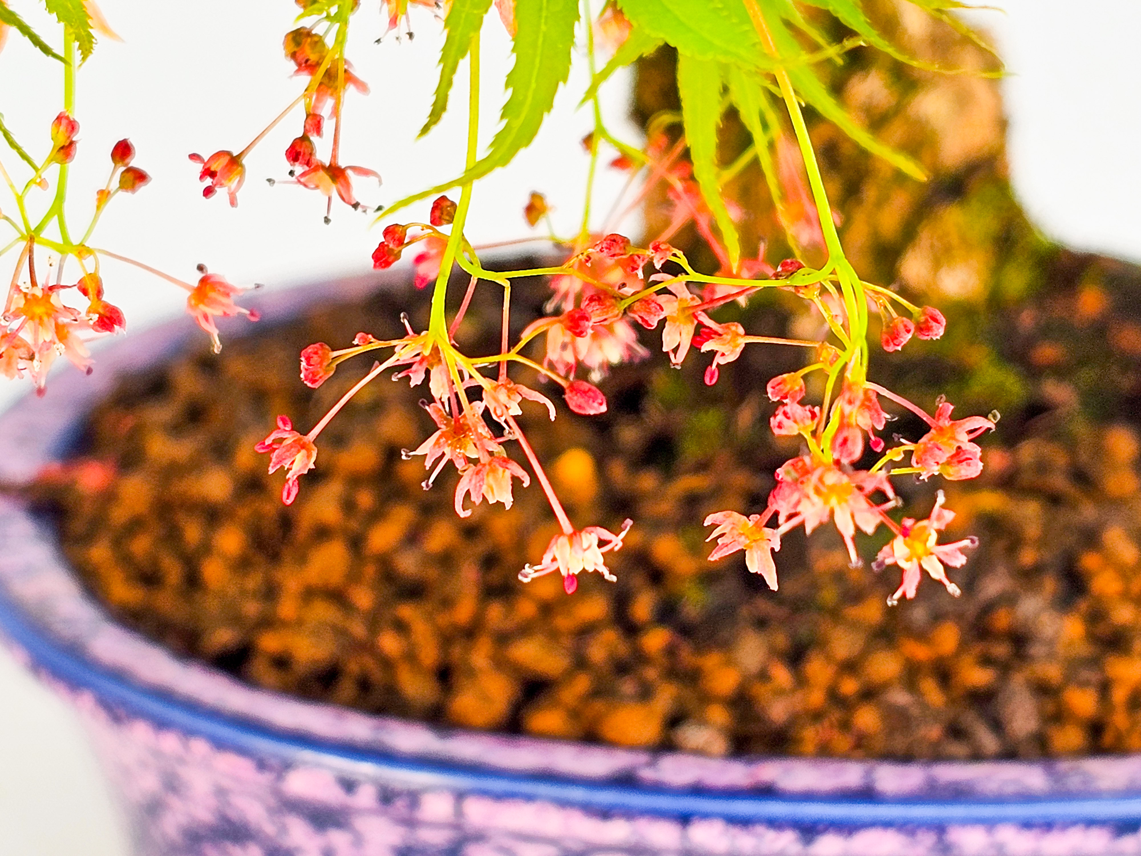 Bonsai Fächerahorn - Acer palmatum Arakawa Shohin 21cm