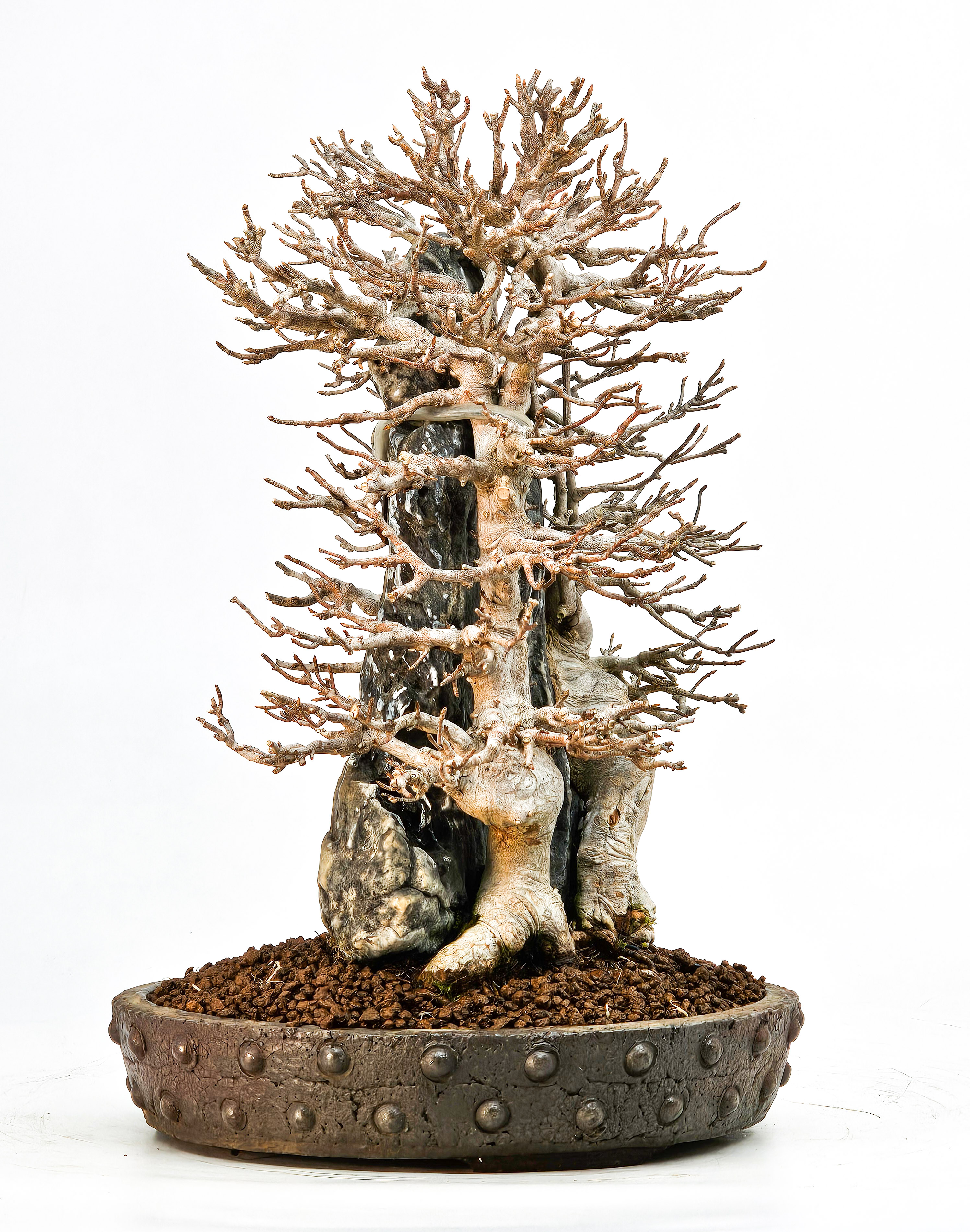 Bonsai Dreispitzahorn - Acer buergerianum Ishizuki 26,5cm - Video!!