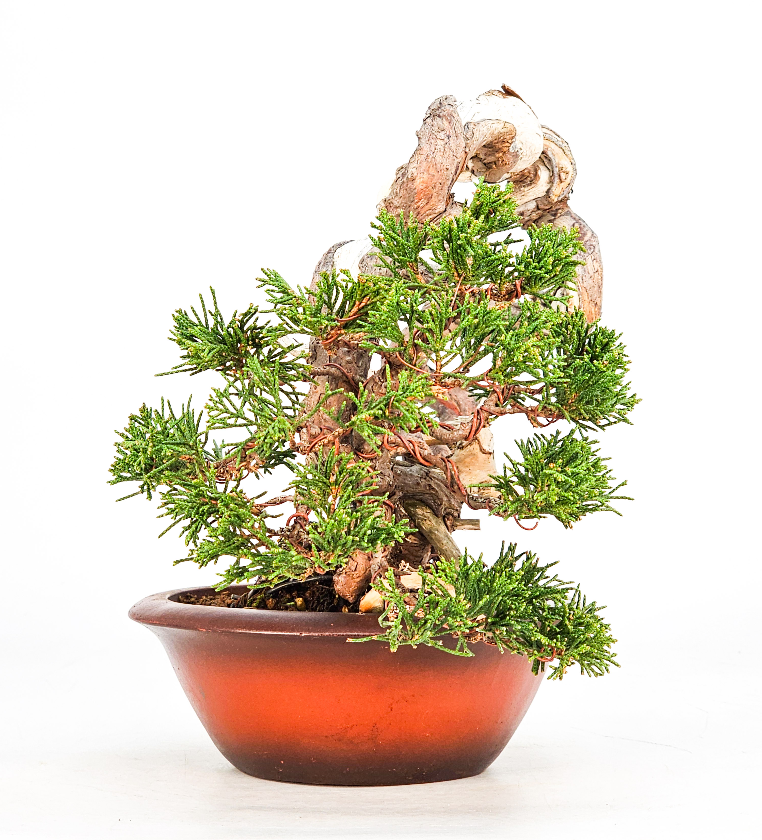 Bonsai Wacholder Juniperus Itoigawa 18cm Video!!