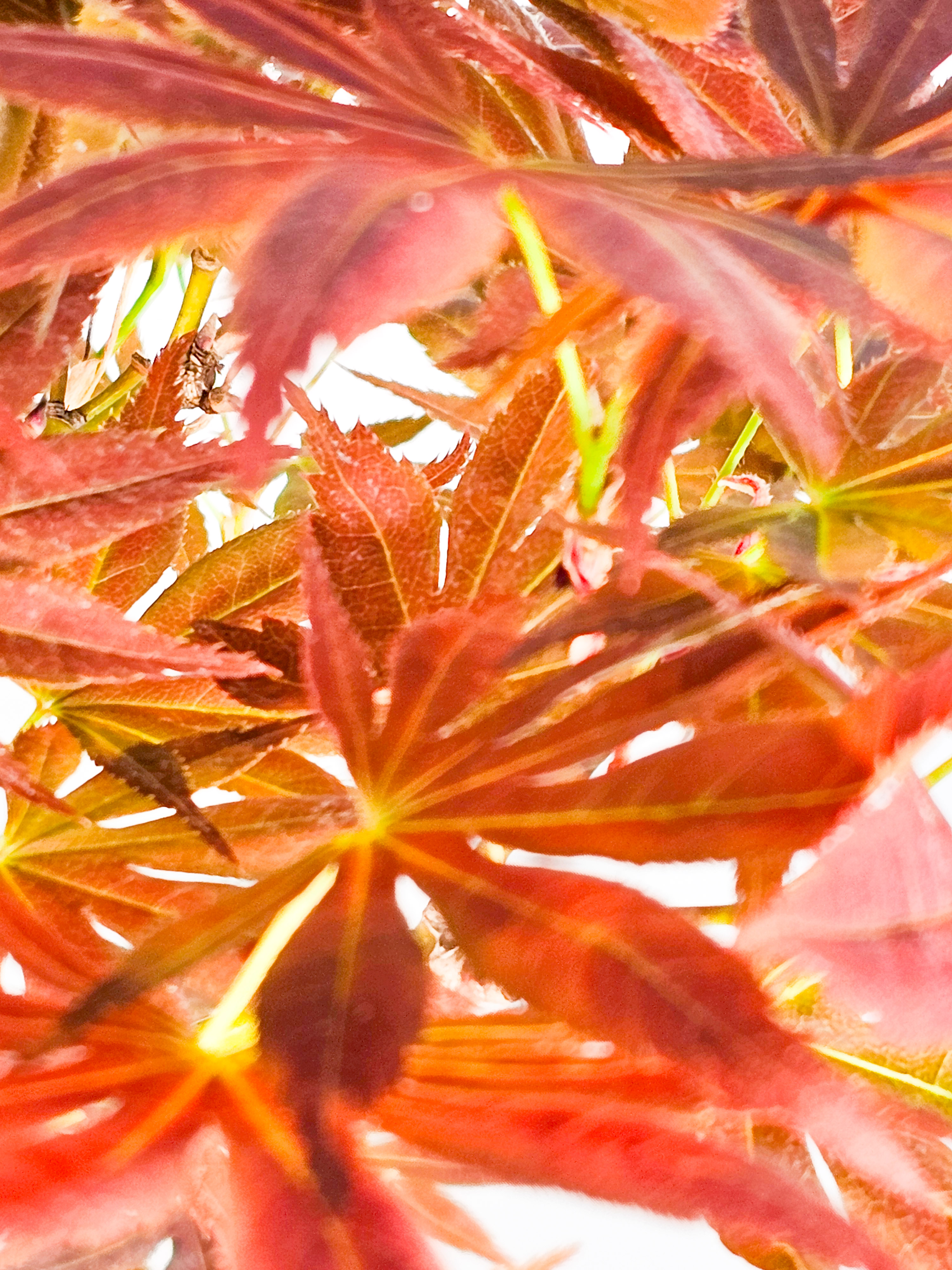 Bonsai Fächerahorn - Acer palmatum yugure 45cm