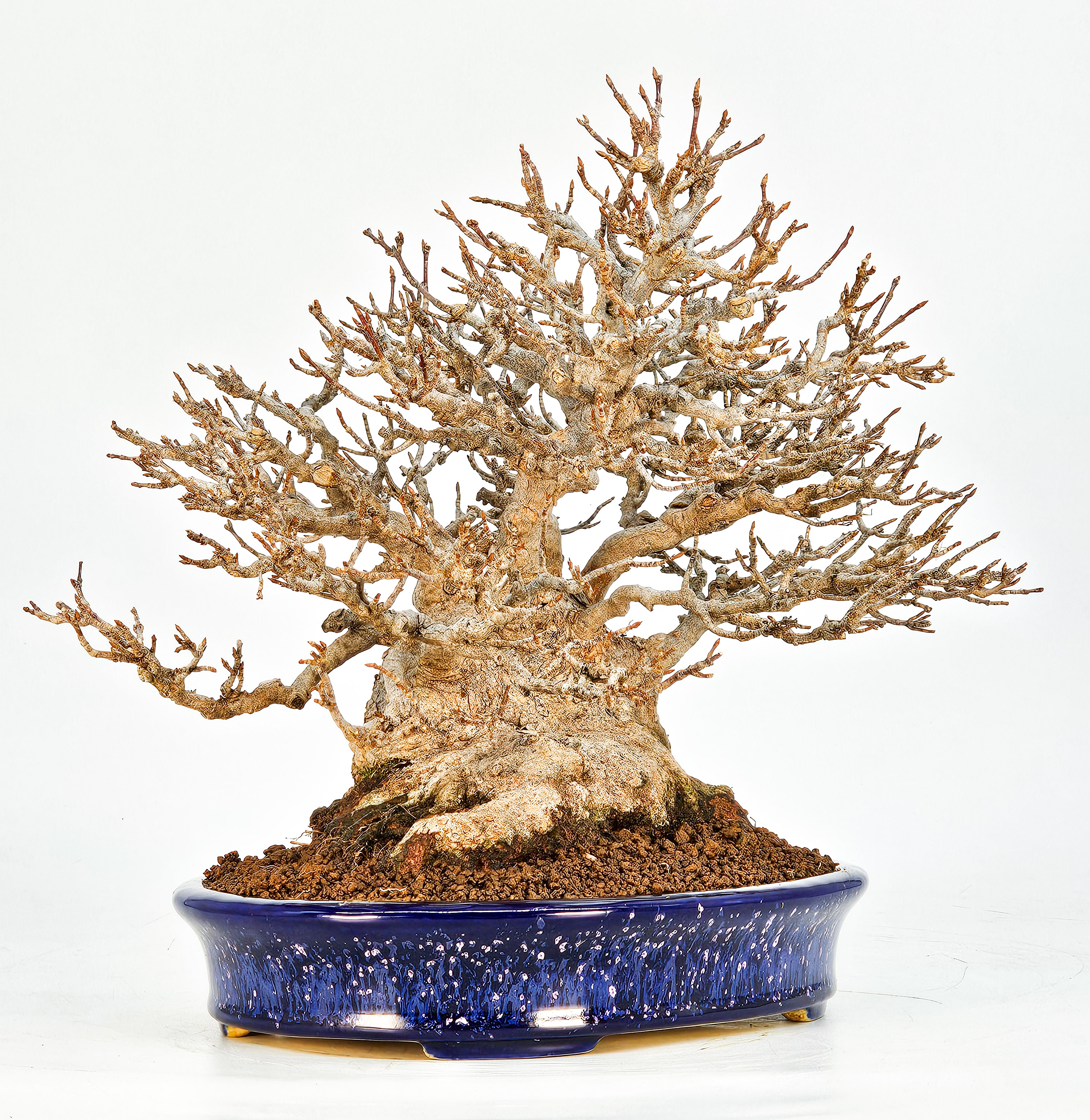 Bonsai Dreispitzahorn - Acer buergerianum 20cm Video!!