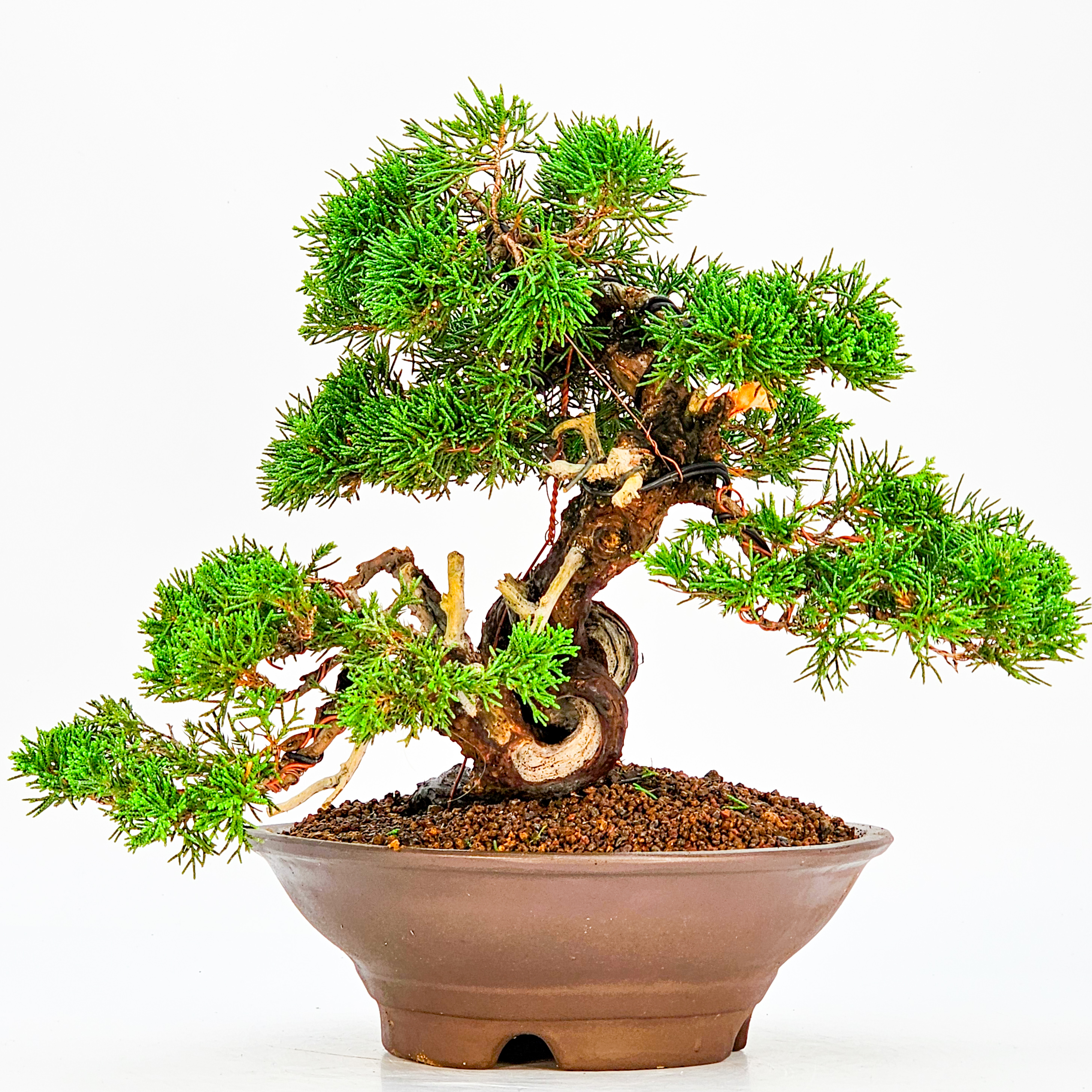 Bonsai Wacholder - Juniperus chinensis 23cm
