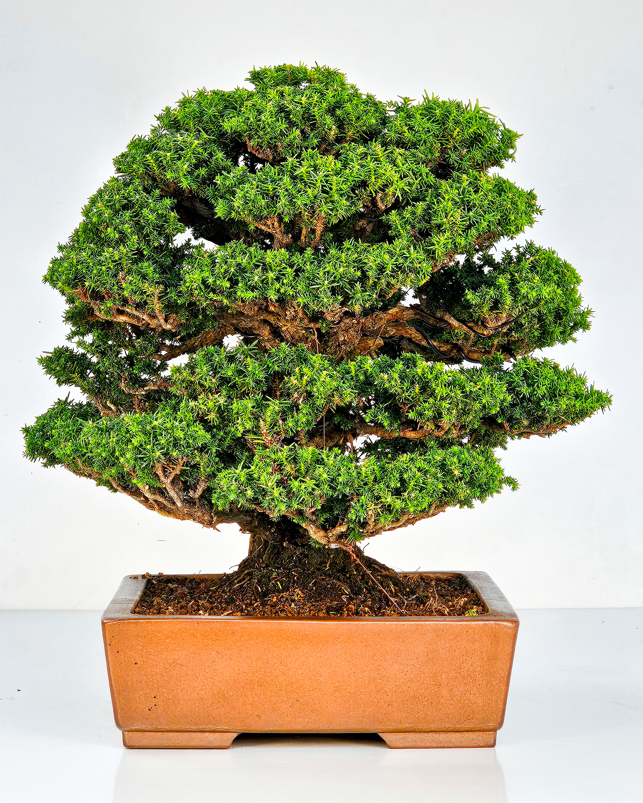 Bonsai Sicheltanne Cryptomeria Japonica 33cm