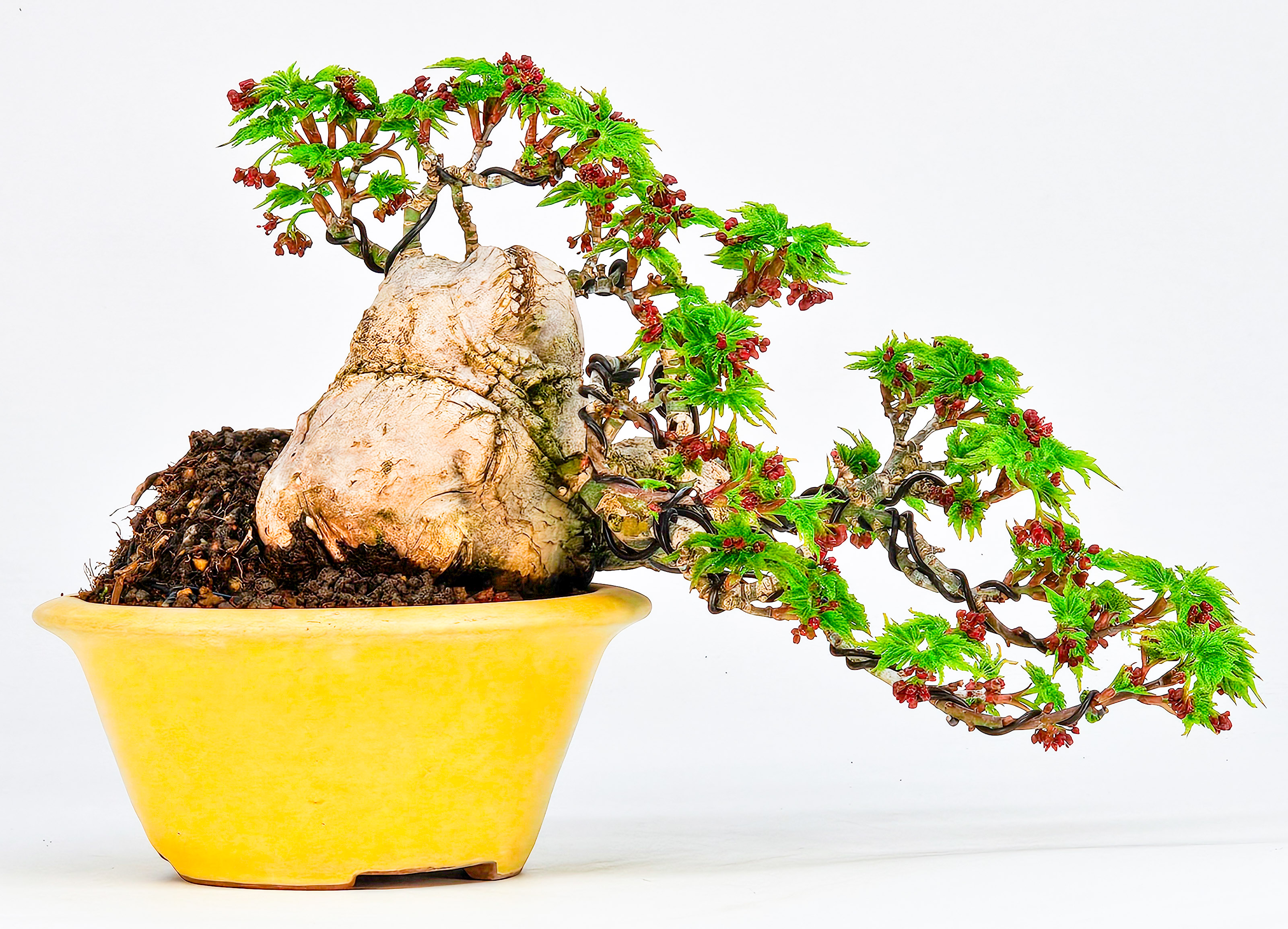 Bonsai Löwenkopfahorn- Acer palmatum Shishigashira Shohin 9cm