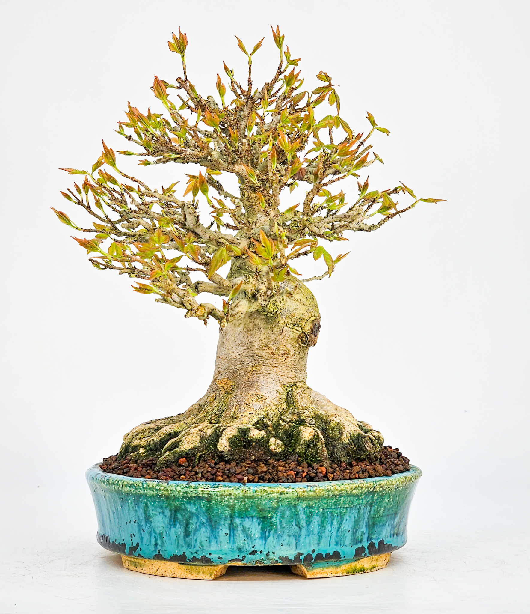 Bonsai Dreispitzahorn  - Acer buergerianum Shohin 19cm - Video!