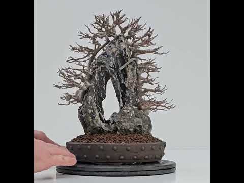 Bonsai Dreispitzahorn - Acer buergerianum Ishizuki 26,5cm - Video!!