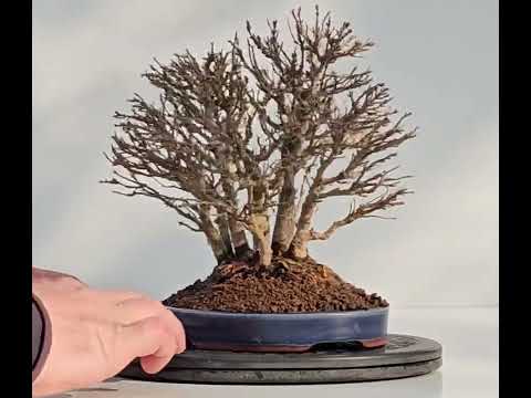 Bonsai Dreispitzahorn - Acer buergerianum Wald  Yose-ue 20cm Video!!
